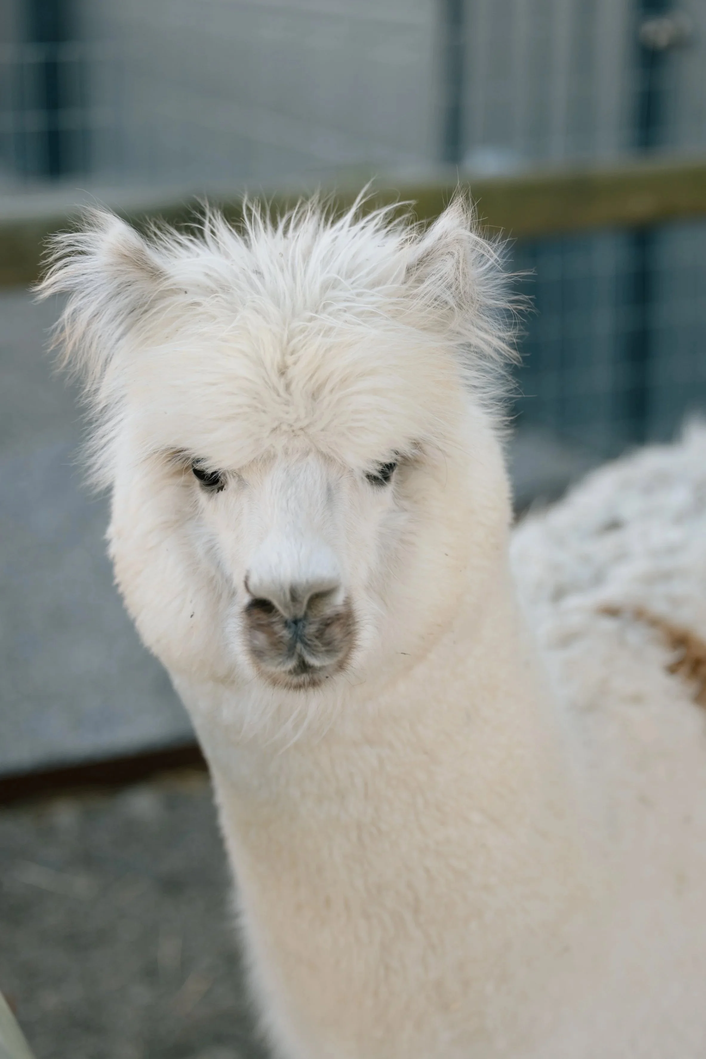 Close-up of a white alpaca with fluffy fur, showing its head and upper body, with a blurred background in Delaware, Ohio