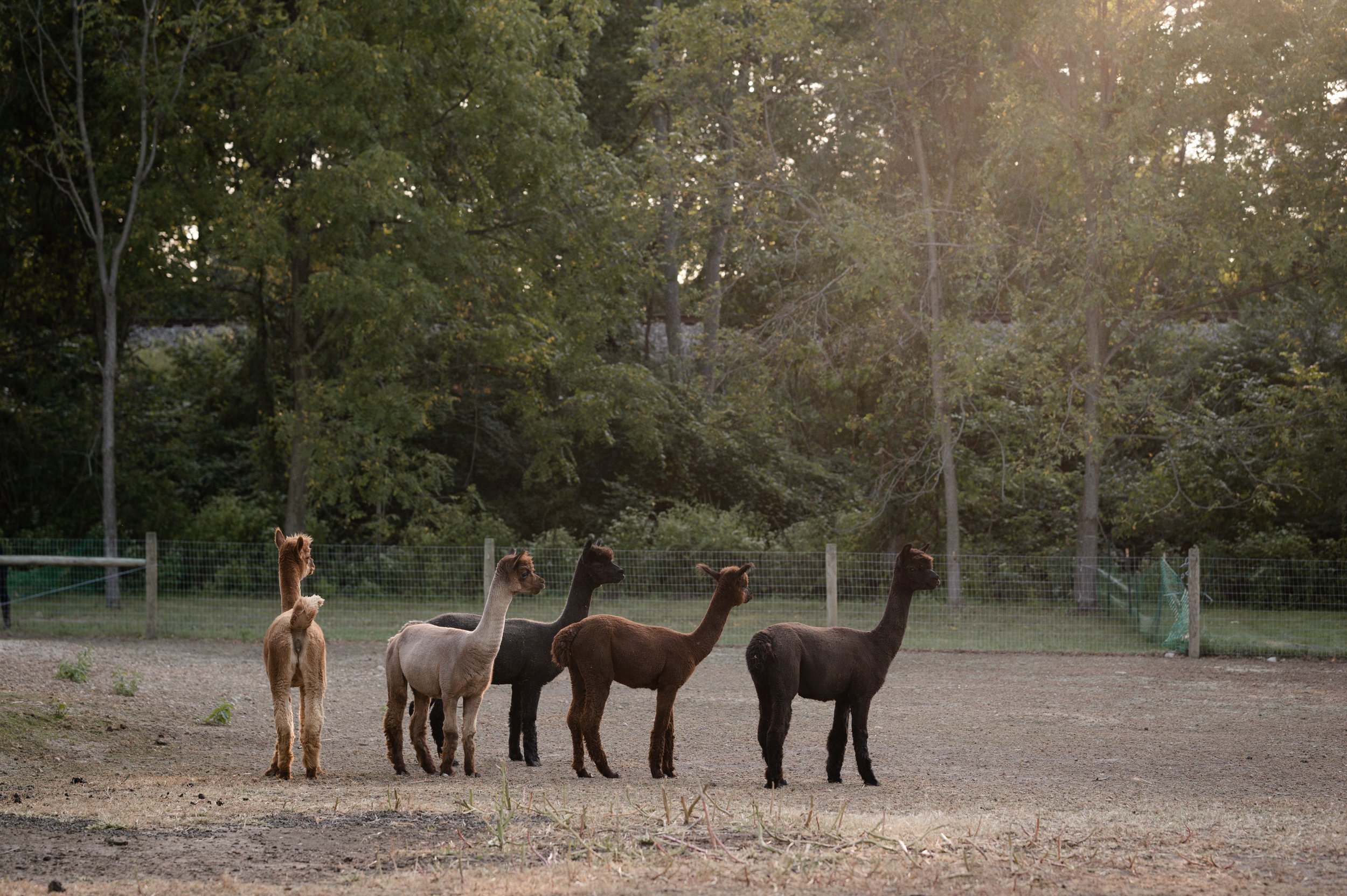 Five alpacas standing in a row on dirt ground with trees in the background and sunlight shining through.