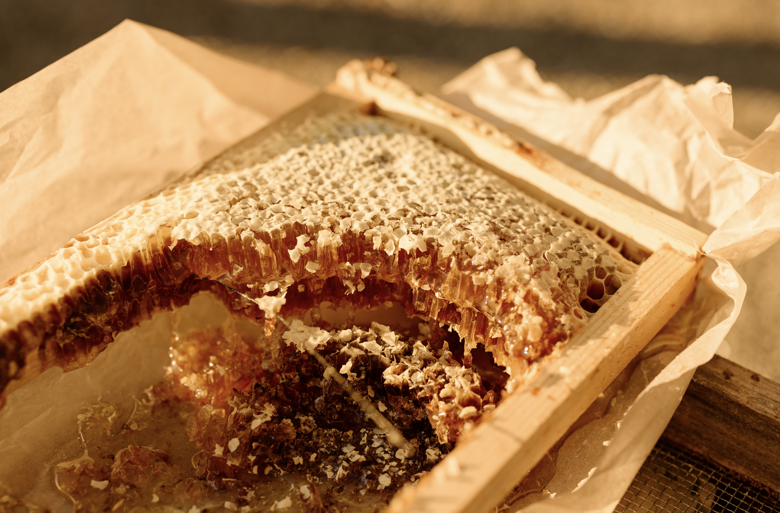 Close-up of a honeycomb in a wooden frame, with some beeswax and honey visible, placed on parchment paper.