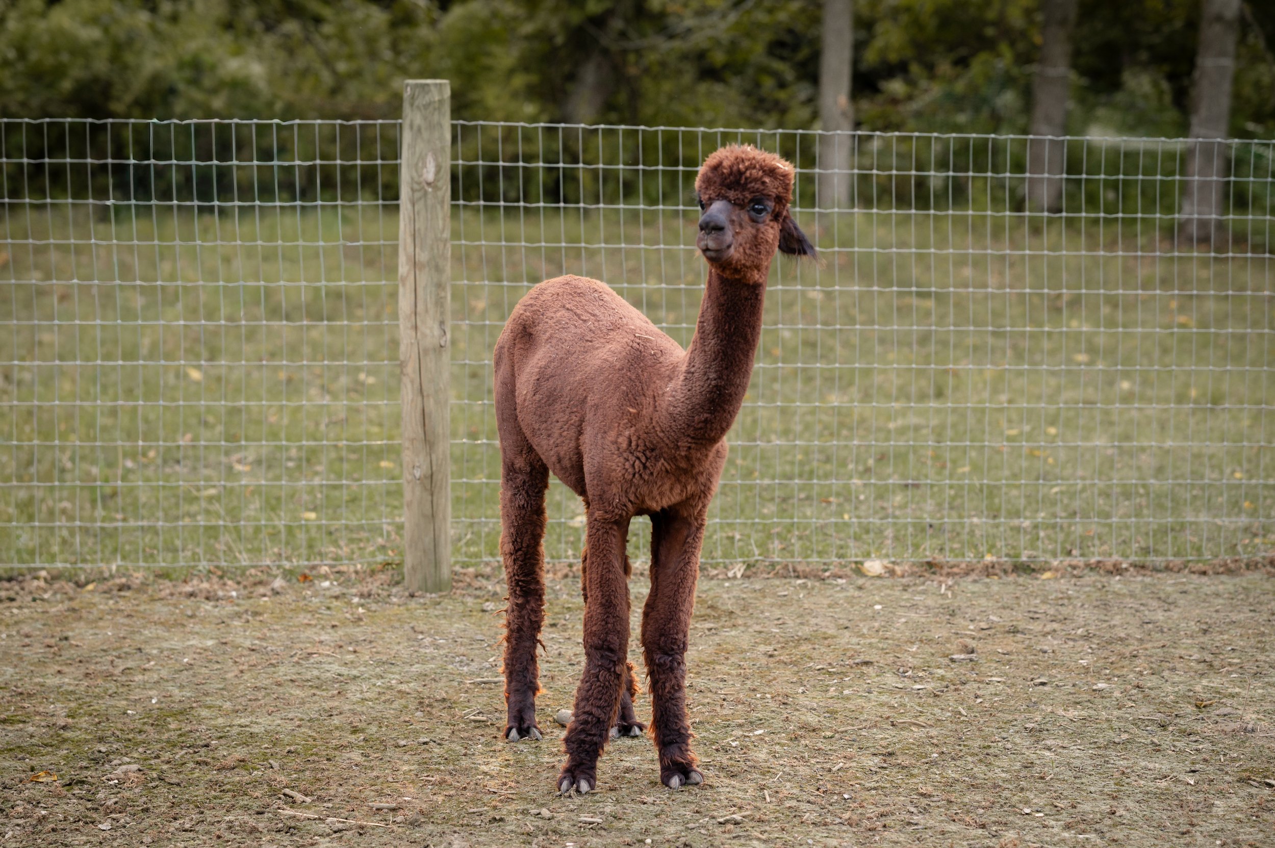 A young brown alpaca standing on dirt ground, fenced enclosure, with trees in the background.