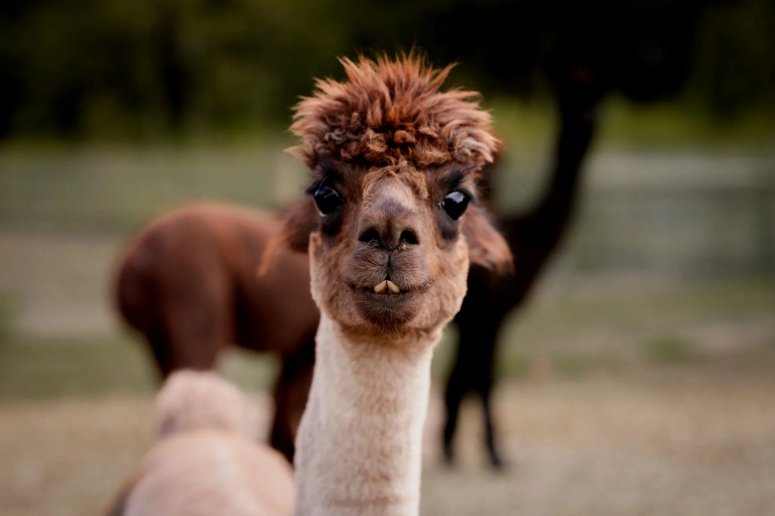 Close-up of a brown alpaca with a fluffy head, dark eyes, and small teeth showing, standing outdoors with a blurred background of trees.