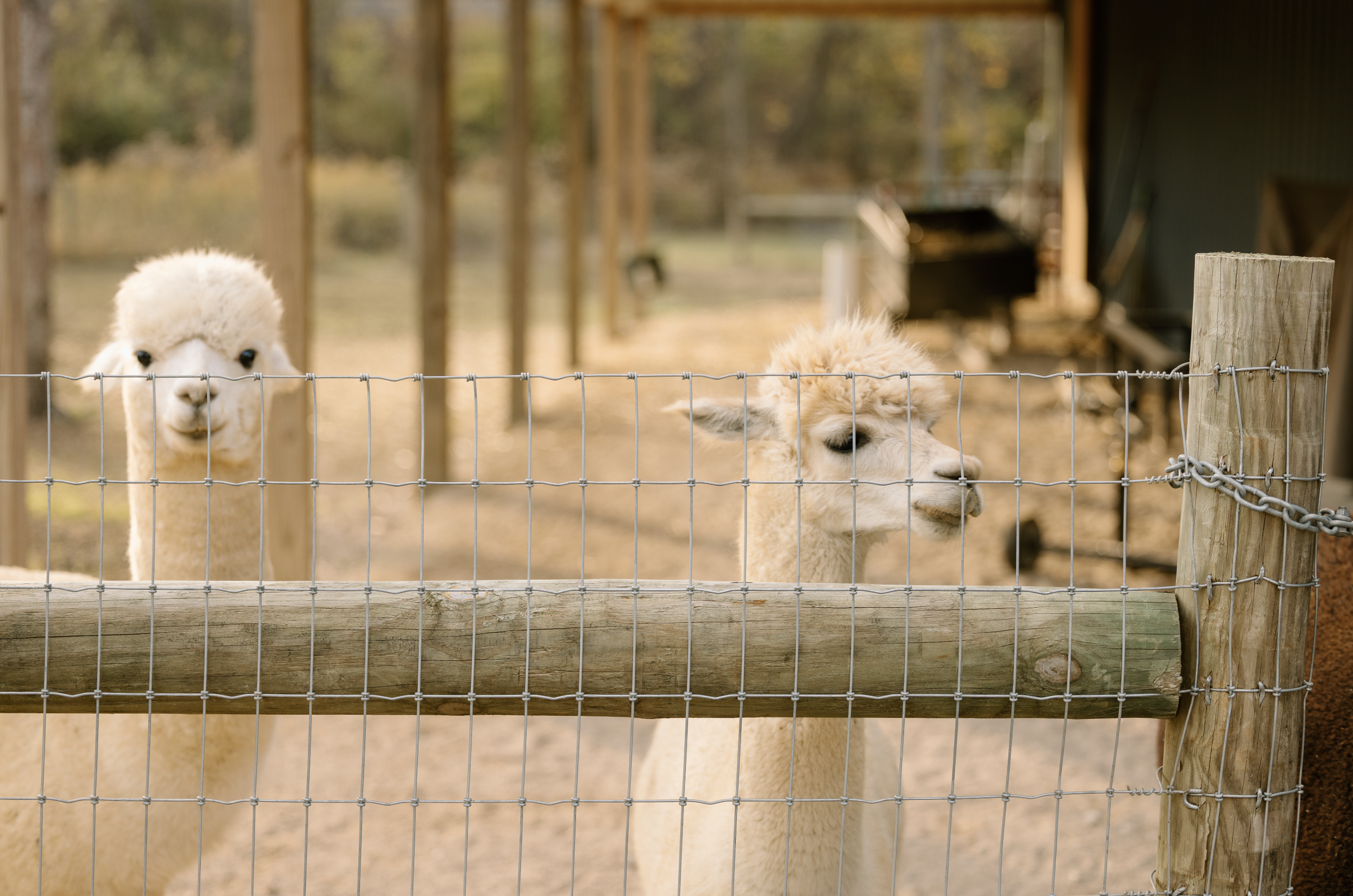 Two alpacas behind a wire fence on a farm, one facing forward with fluffy white fur, and the other sideways with beige fur and black eyes, in a rural setting with trees in the background.