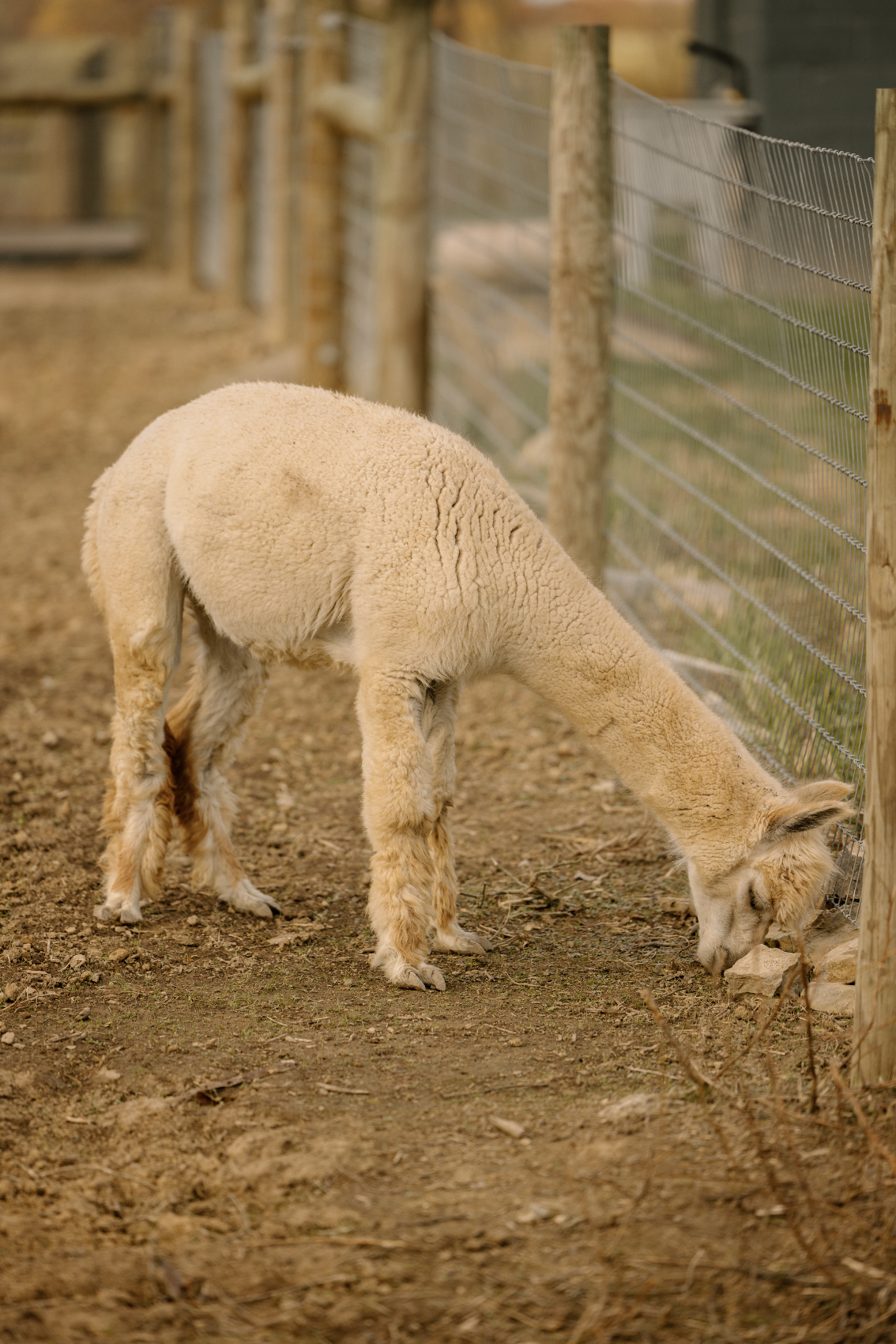 A beige alpaca with fluffy fleece standing on dirt ground near a wire fence.