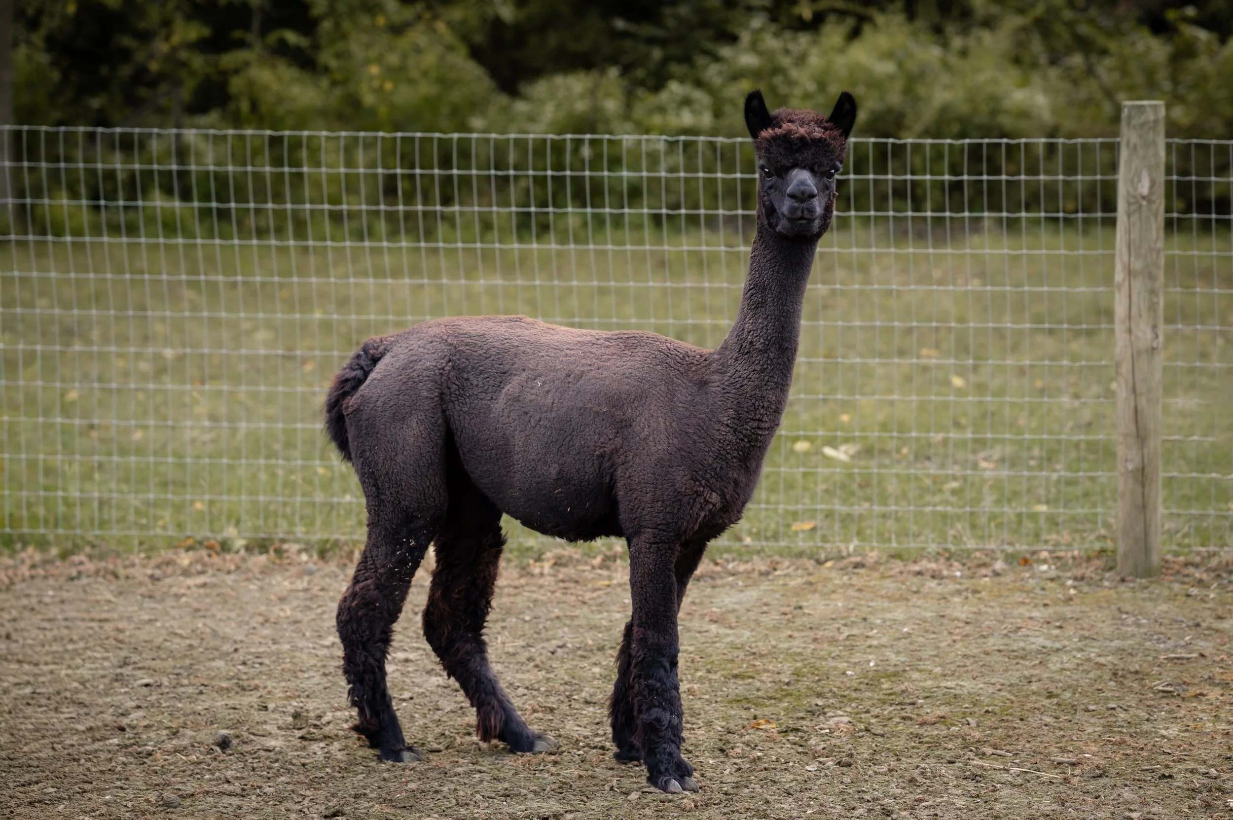 A black alpaca with curly fur on its body and a straight black face, standing on dirt ground inside a fenced area with green trees in the background.