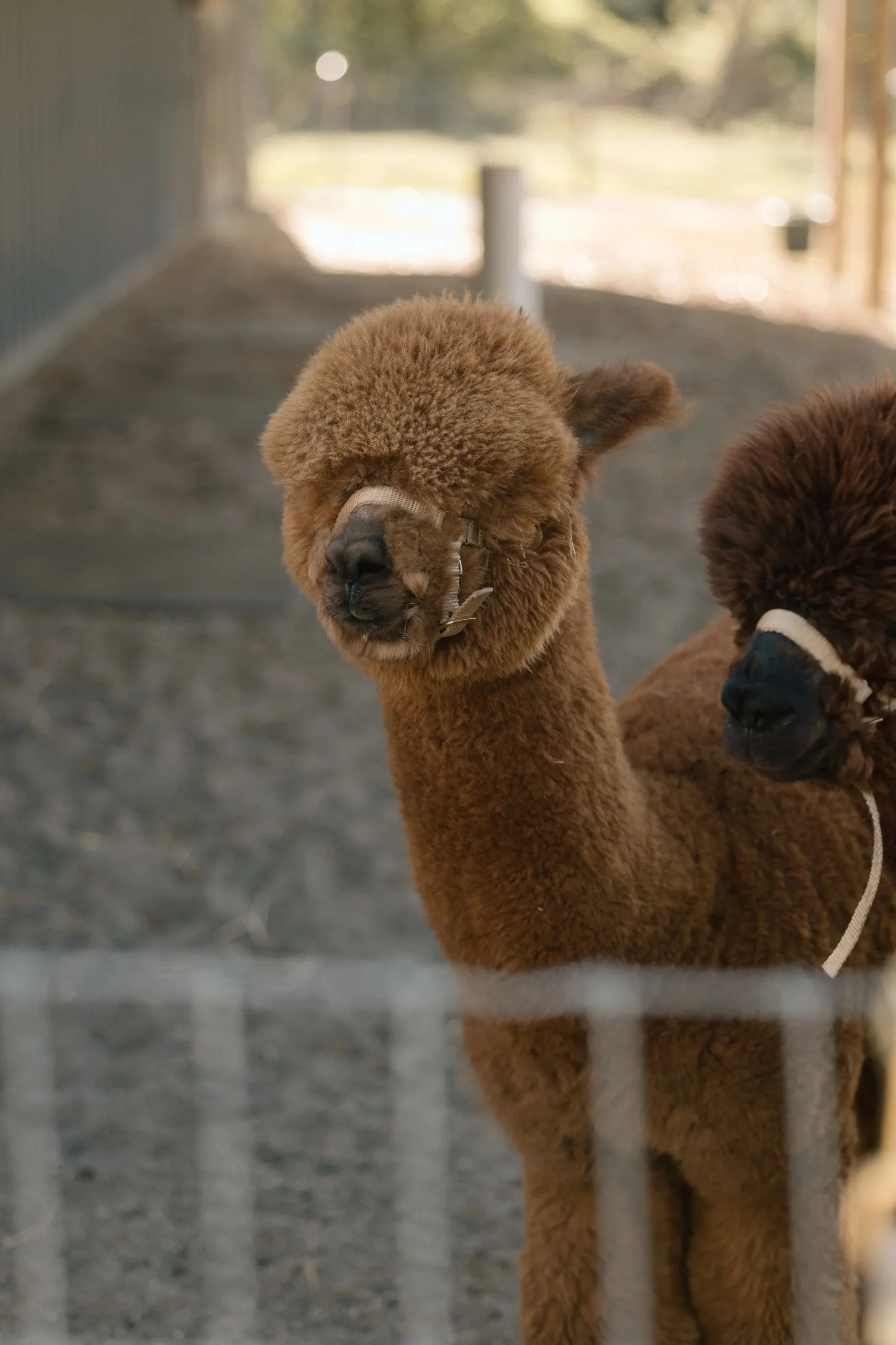 Two brown poodles standing behind a glass enclosure, with one looking at the camera and the other partially visible, outdoors with blurred background in Delaware, Ohio