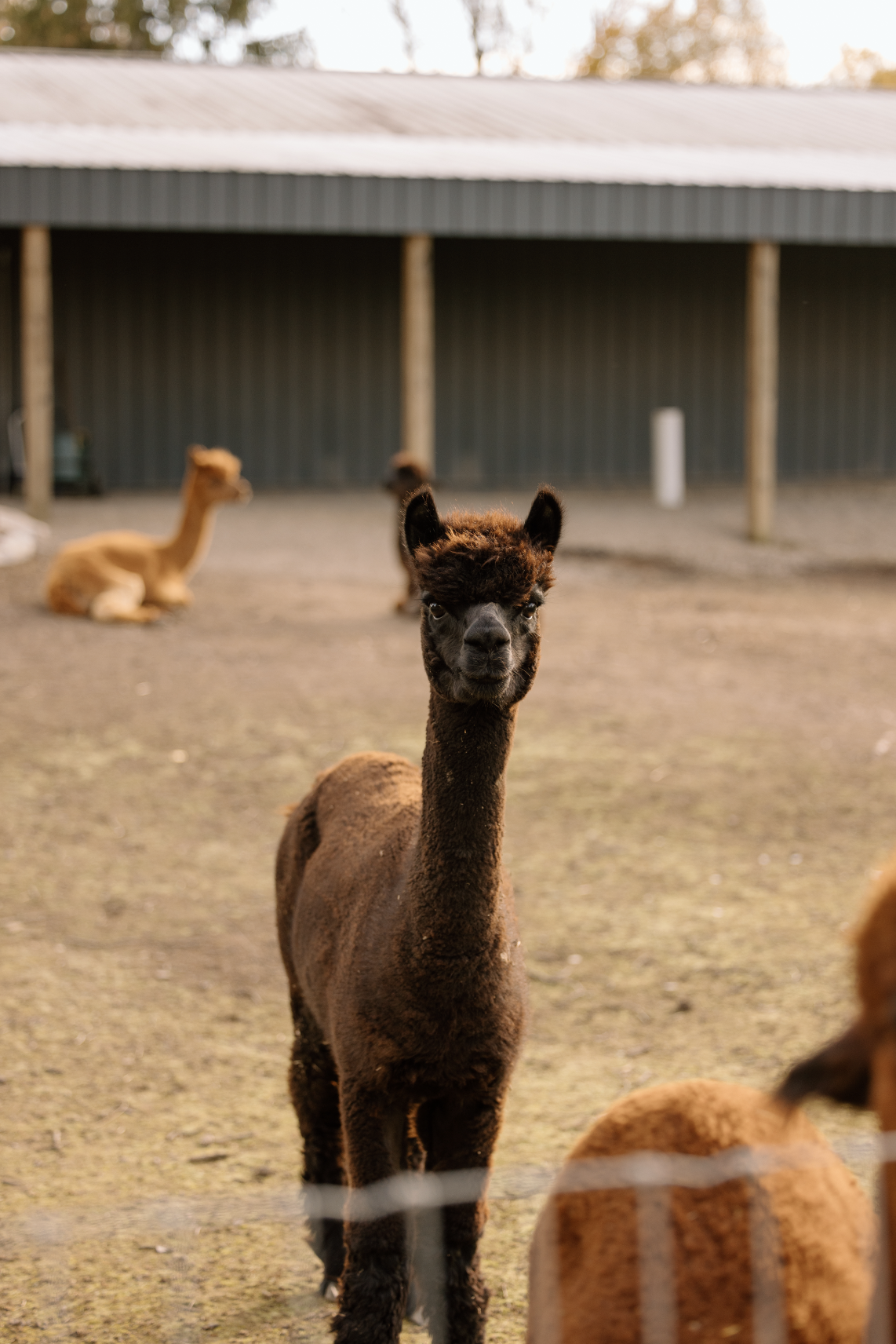 A black baby alpaca standing on a dirt ground with other alpacas resting in the background near a barn structure.