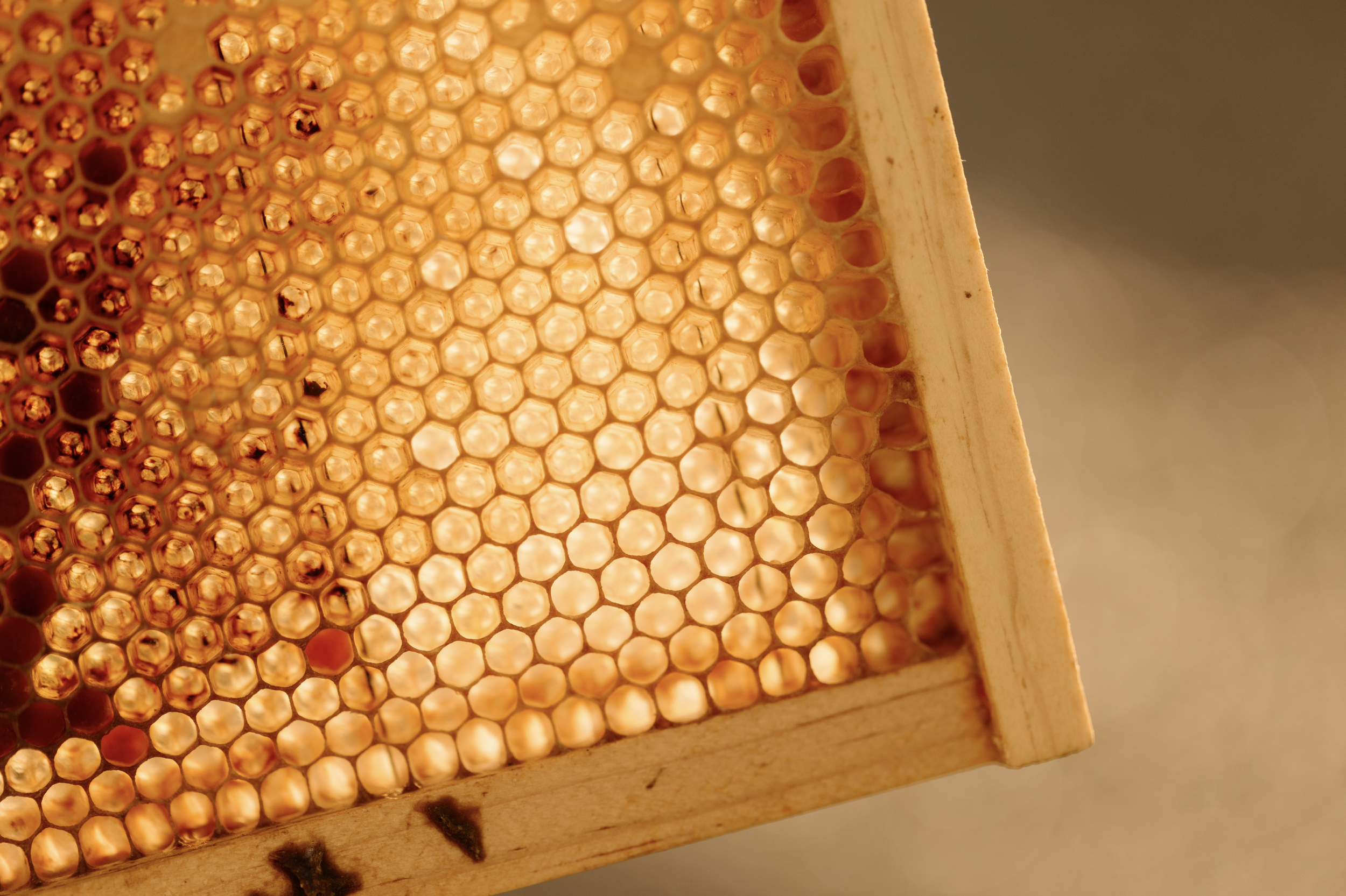 Close-up of a honeycomb at Nature's Curve Farm in Delaware Ohio in a wooden frame with some honey-filled cells.