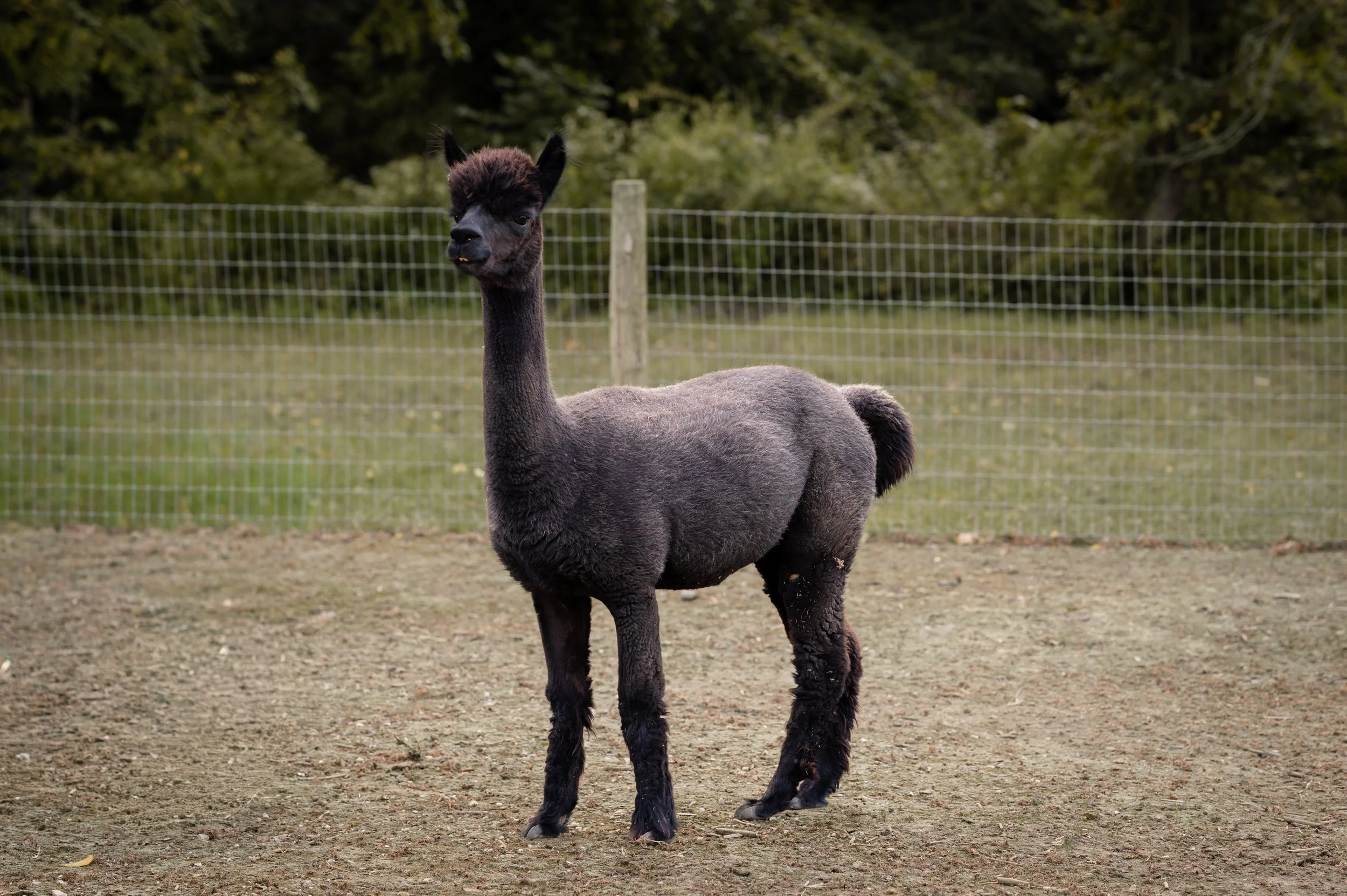 An alpaca standing on dirt ground in a fenced outdoor area with trees in the background.