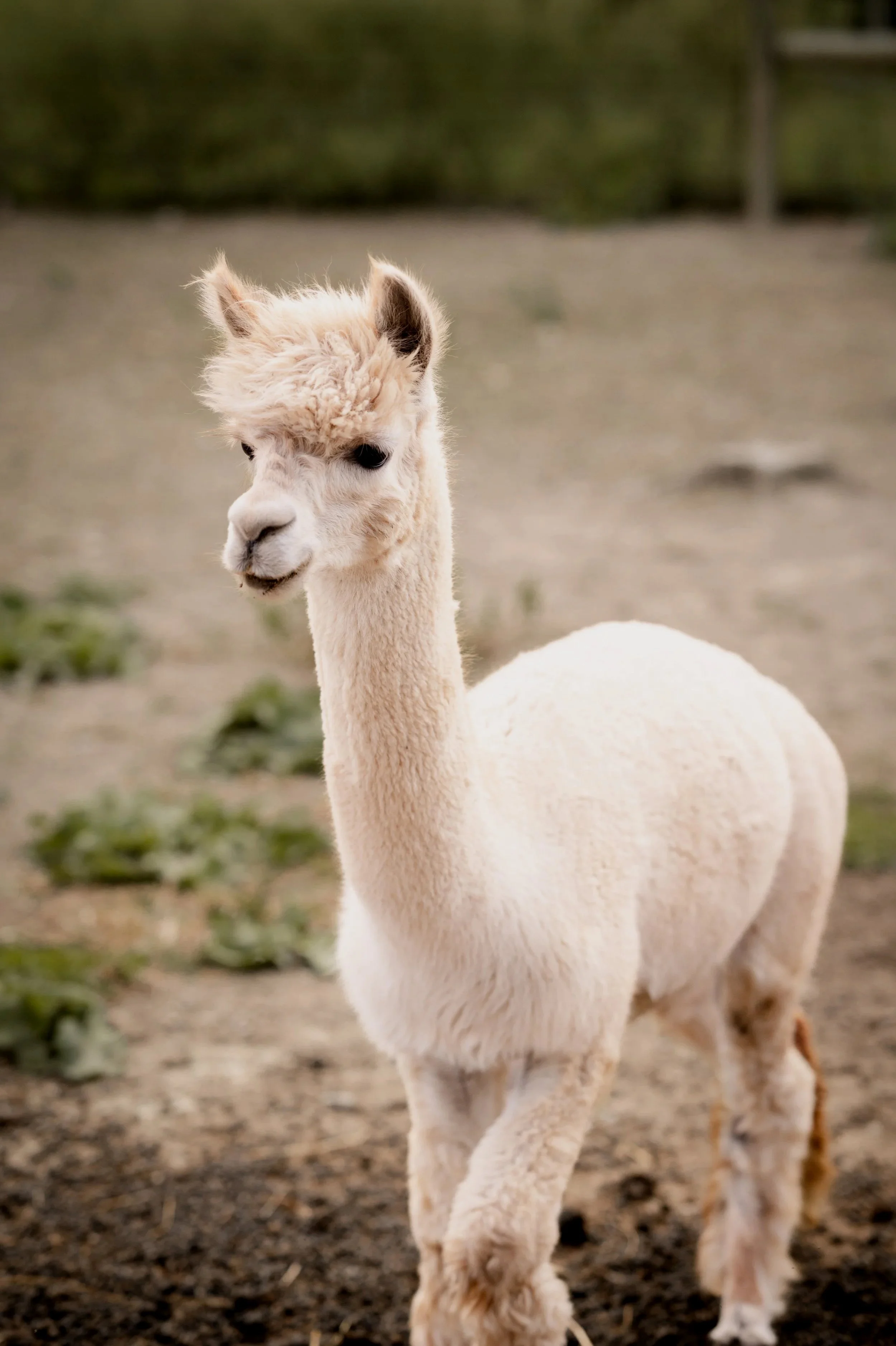 A young alpaca with white fluffy fur standing outdoors on a dirt ground.