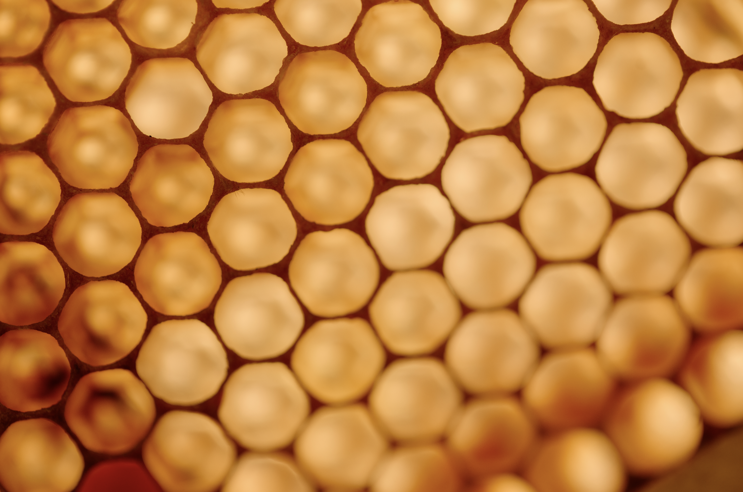 Close-up of honeycomb cells filled with honey.