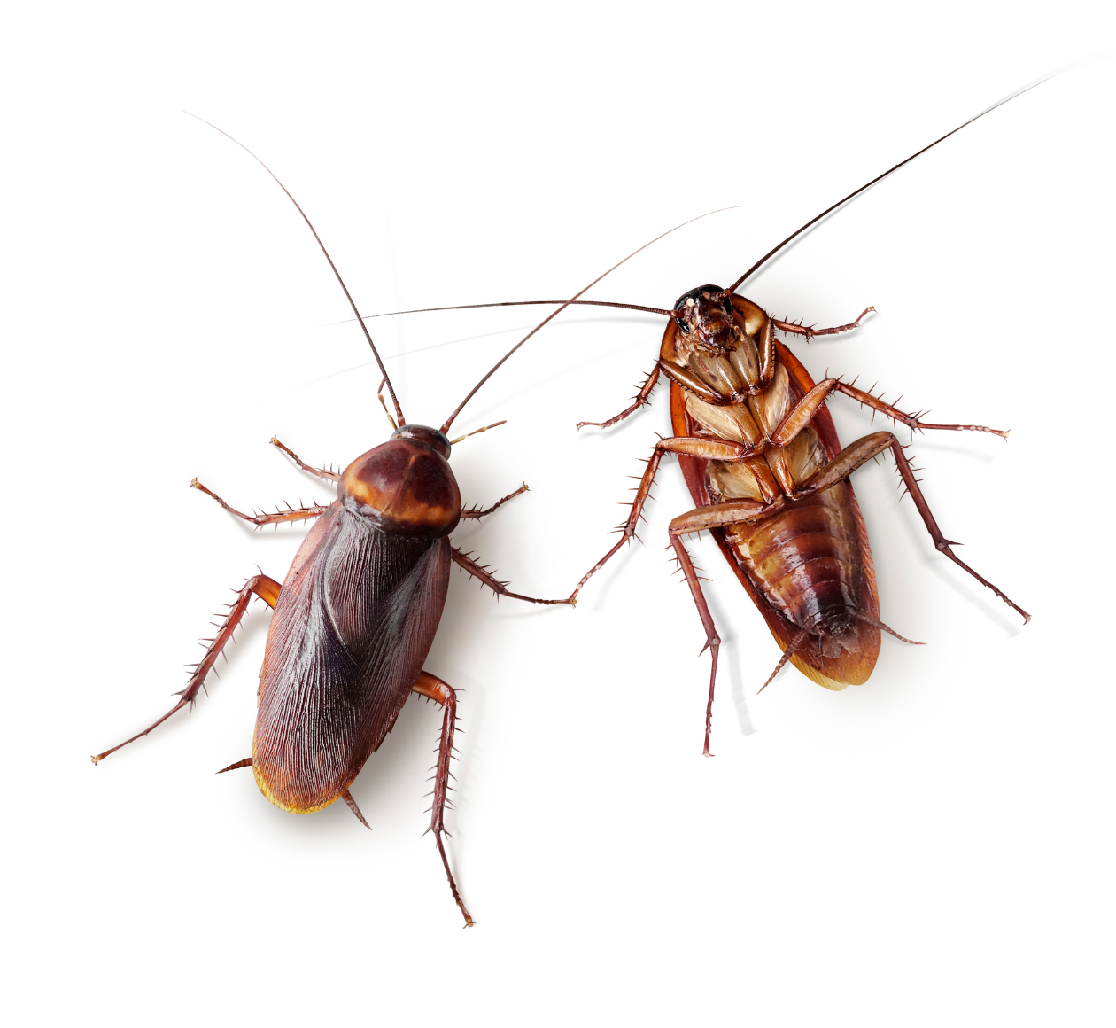 Eliminare scarafaggi in casa – Trattamento efficace contro blatte e insetti striscianti