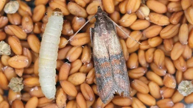 L’immagine mostra le due fasi principali della tignola della farina:
a sinistra la larva, responsabile dei danni agli alimenti, e a destra l’insetto adulto, comunemente noto come falena della dispensa. Questa infestazione è tra le più comuni nelle cu