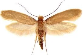 Larva e adulto di tarma della lana – infestazione nei vestiti e soluzioni con prodotti antitarme professionali