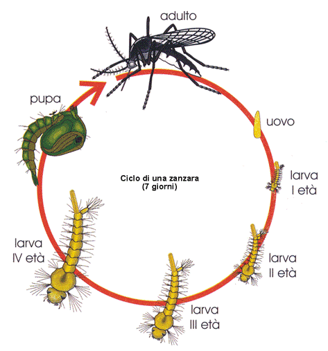 Zanzare vicino a stagno o acqua stagnante – ambiente favorevole alla riproduzione e metodi efficaci per eliminare le larve e controllare gli adulti.