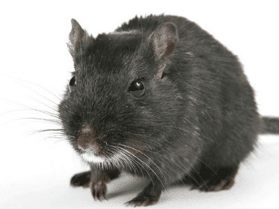 Topo domestico in ambiente urbano, indicatore di infestazione da roditori nocivi in spazi interni come abitazioni, depositi e aree produttive. L’immagine rappresenta una situazione che richiede l’impiego di prodotti per la derattizzazione, come trapp