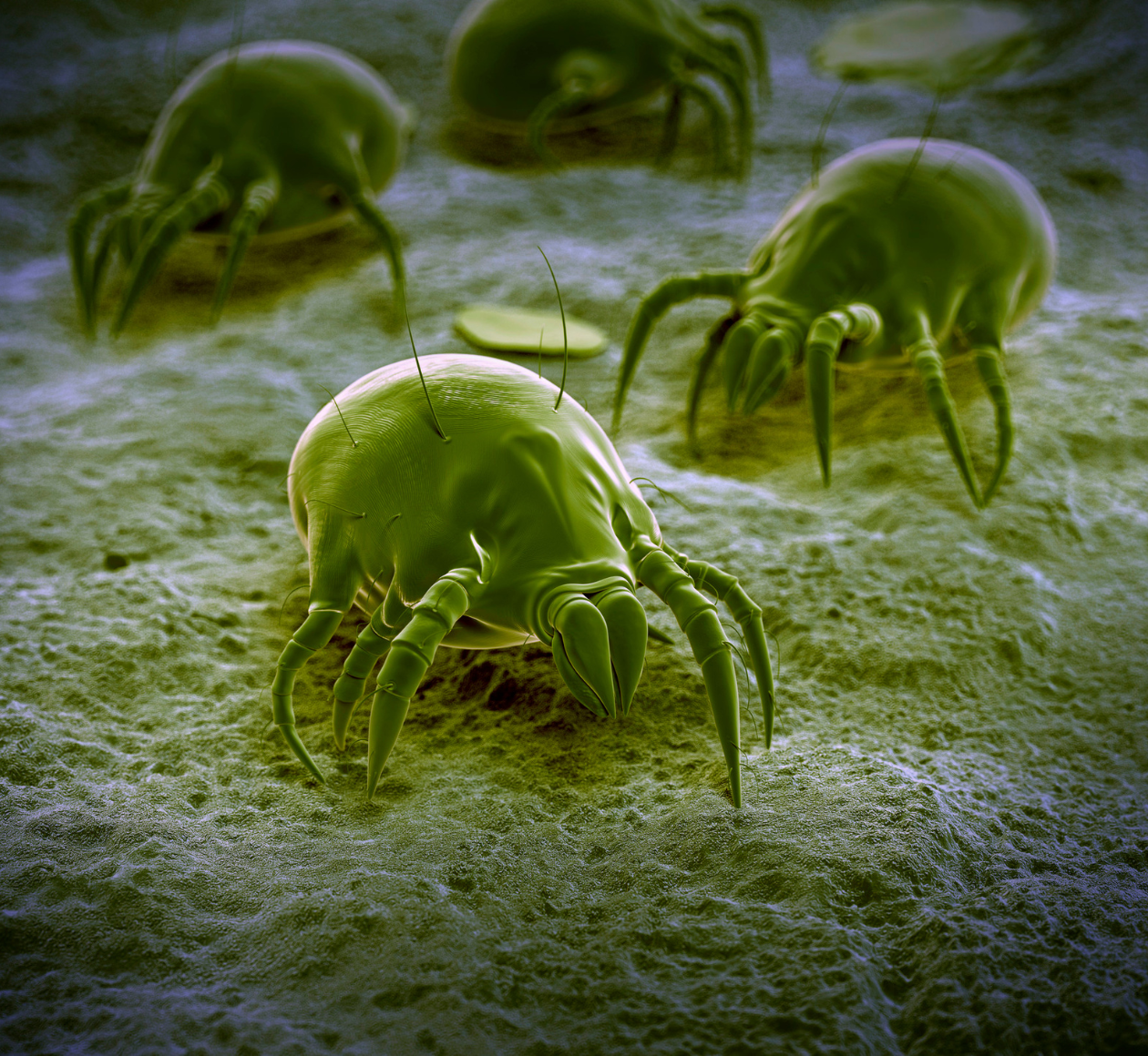 "Acari della Polvere e Acari del Tarlo: Biologia, Danni e Soluzioni Professionali"