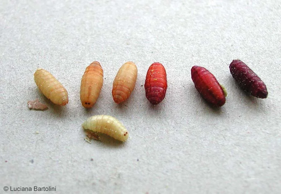 Mosca domestica (Musca domestica) su superficie – infestazione da mosche e soluzioni con trappole, repellenti e prodotti insetticidi.