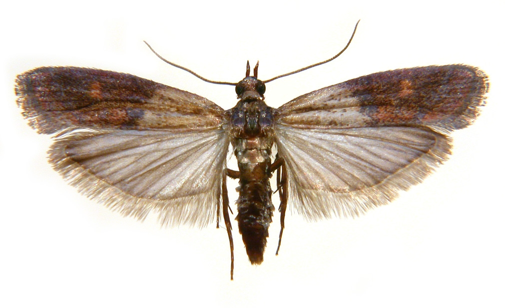 L’immagine mostra le due fasi principali della tignola della farina:
a sinistra la larva, responsabile dei danni agli alimenti, e a destra l’insetto adulto, comunemente noto come falena della dispensa. Questa infestazione è tra le più comuni nelle cu