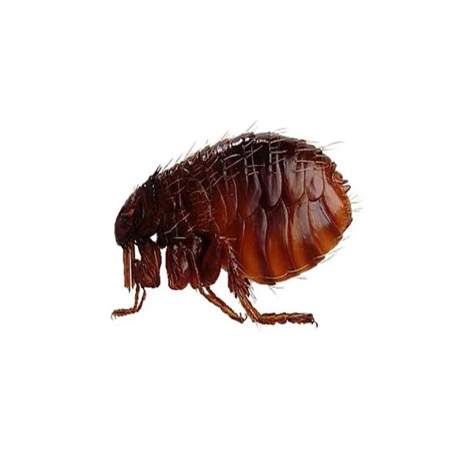 Pulce domestica su animale o persona – infestazione da pulci e soluzioni con antiparassitari, spray e trattamenti professionali.