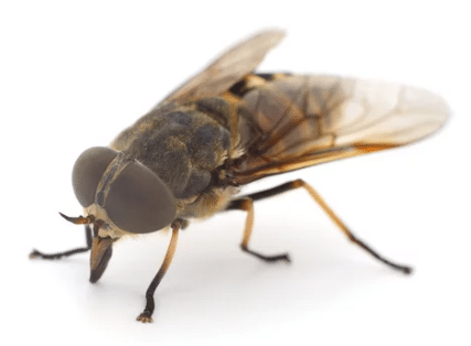 Infestazione di mosche – Prodotti e strategie di controllo, Tafano in primo piano – controllo e prevenzione di punture dolorose su animali e persone con prodotti specifici.