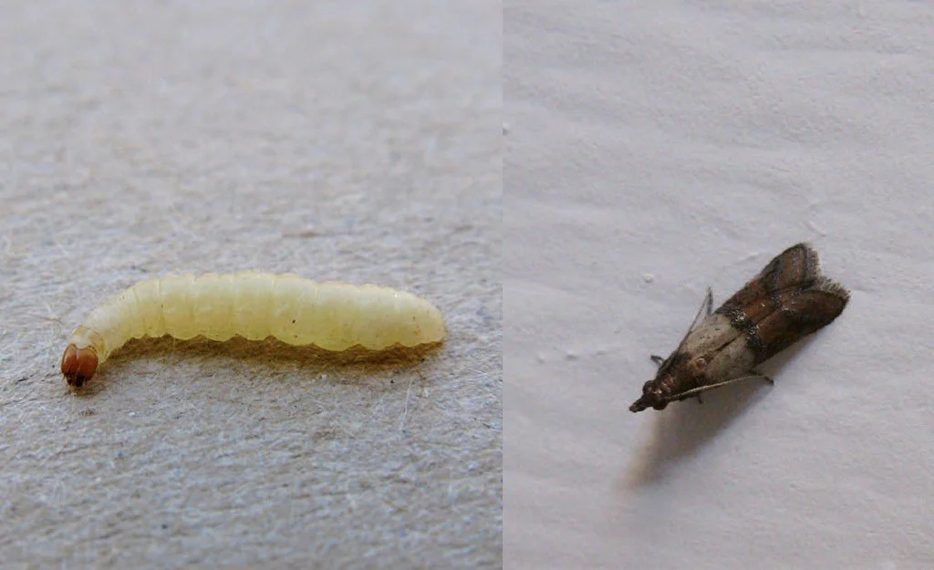 L’immagine mostra le due fasi principali della tignola della farina:
a sinistra la larva, responsabile dei danni agli alimenti, e a destra l’insetto adulto, comunemente noto come falena della dispensa. Questa infestazione è tra le più comuni nelle cu