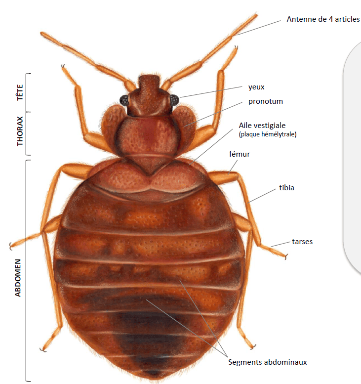Rash cutaneo causato da punture di cimice del letto – sintomi comuni e soluzioni professionali per eliminare le infestazioni domestiche