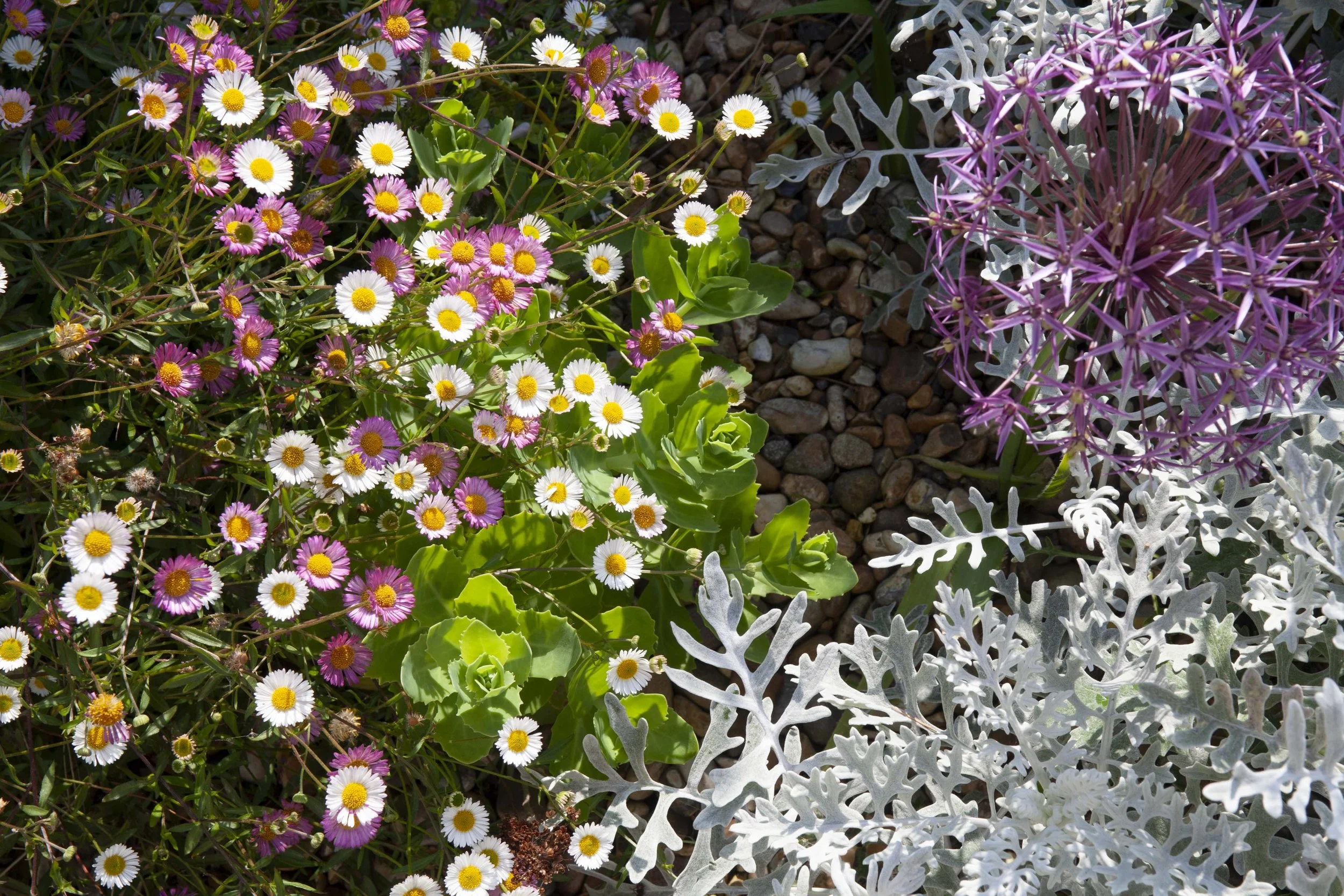 A variety of colorful flowers including small white daisies with yellow centers, pink and purple blooms, and silvery gray leafy plants in a garden bed with small stones.