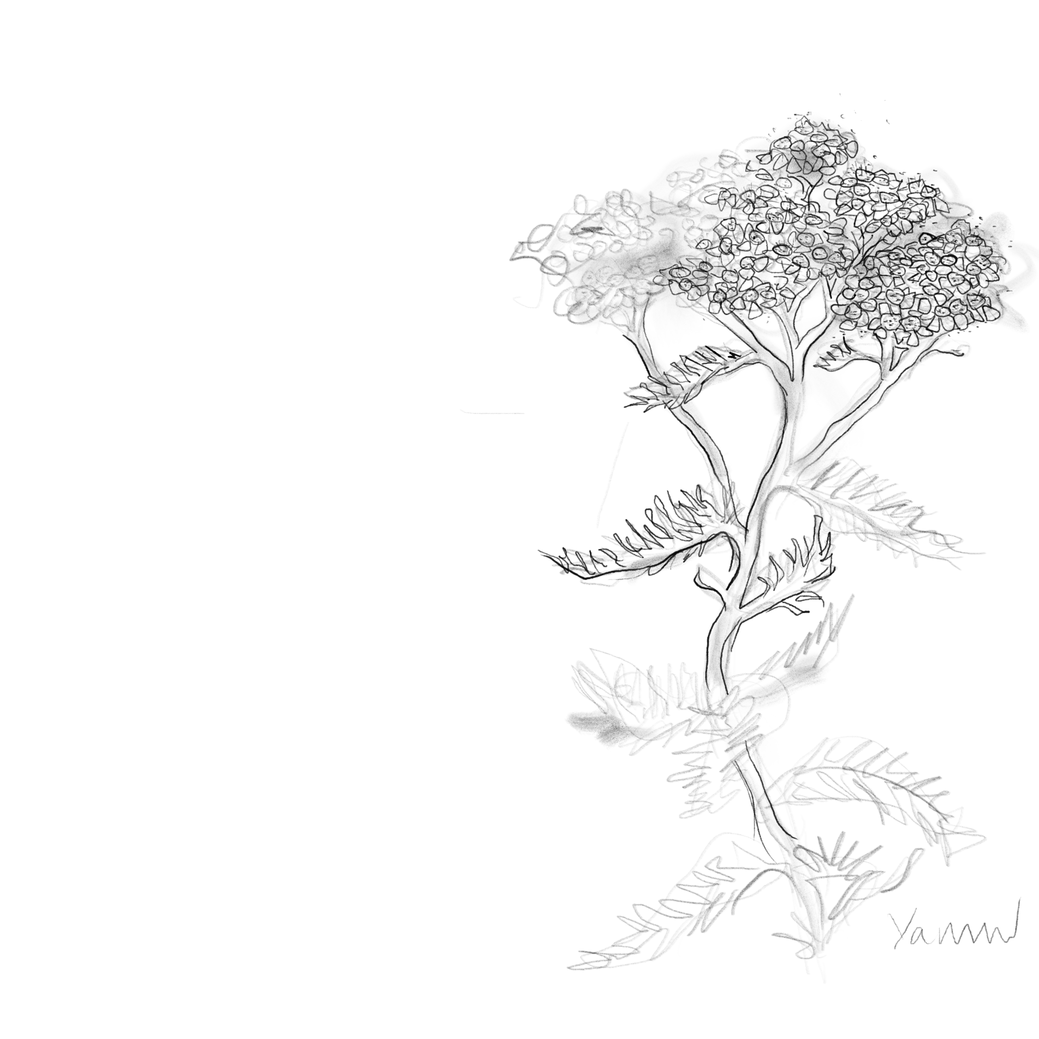 hackney physic garden