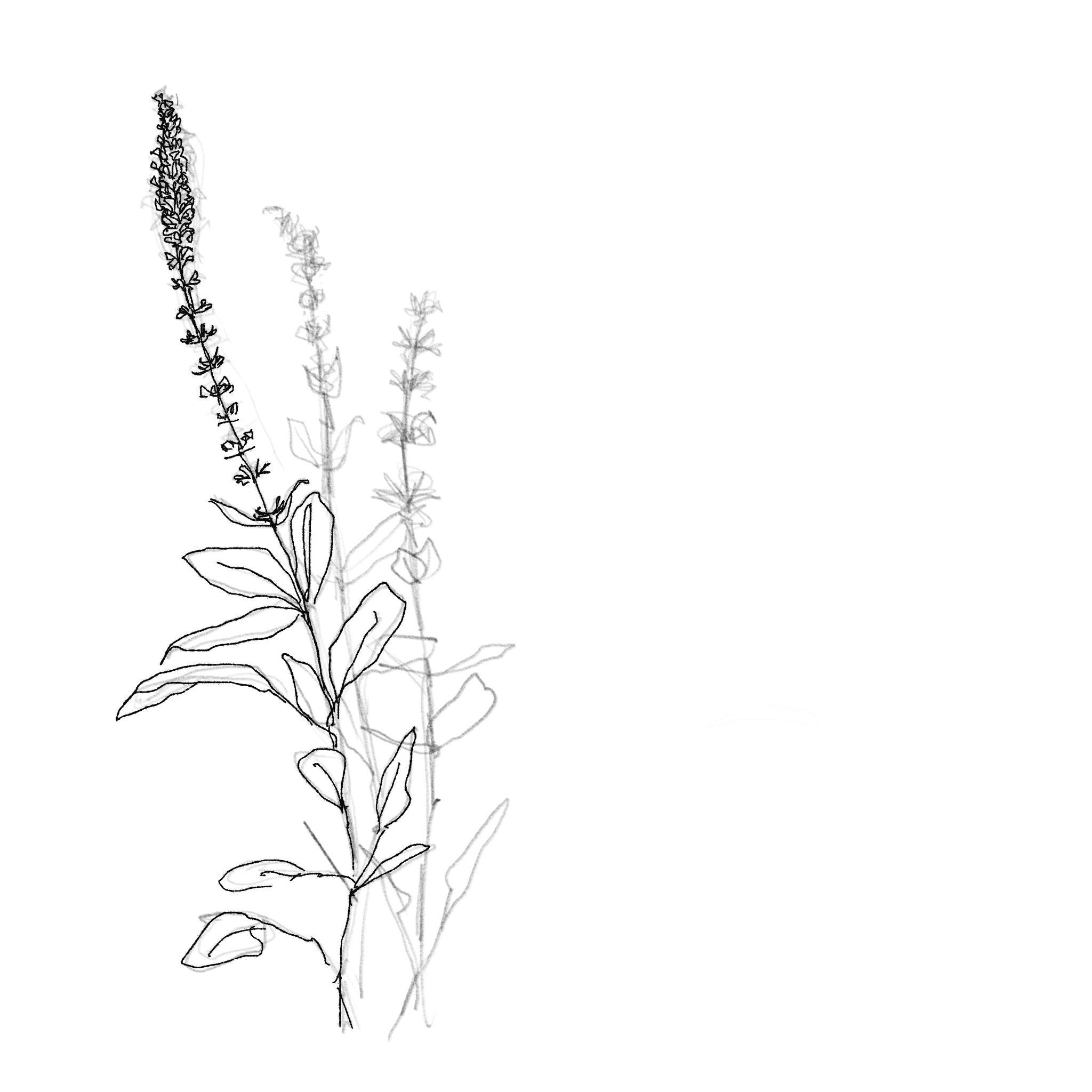 ripple court walled garden