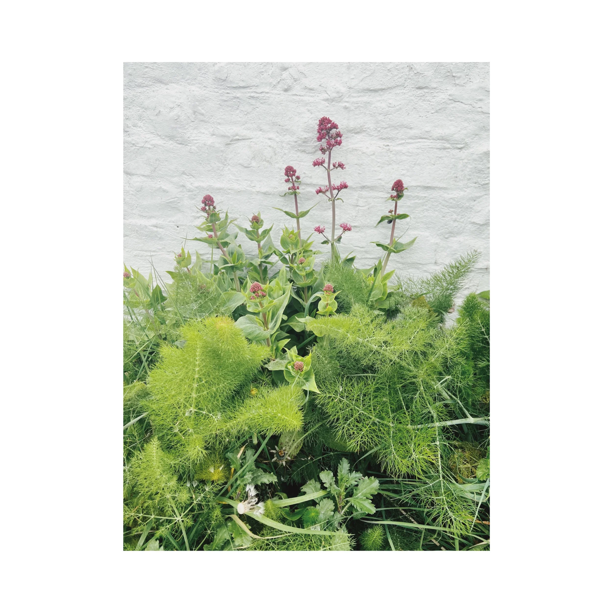 A cluster of green plants with pink flowers and delicate, fern-like leaves against a white brick wall.