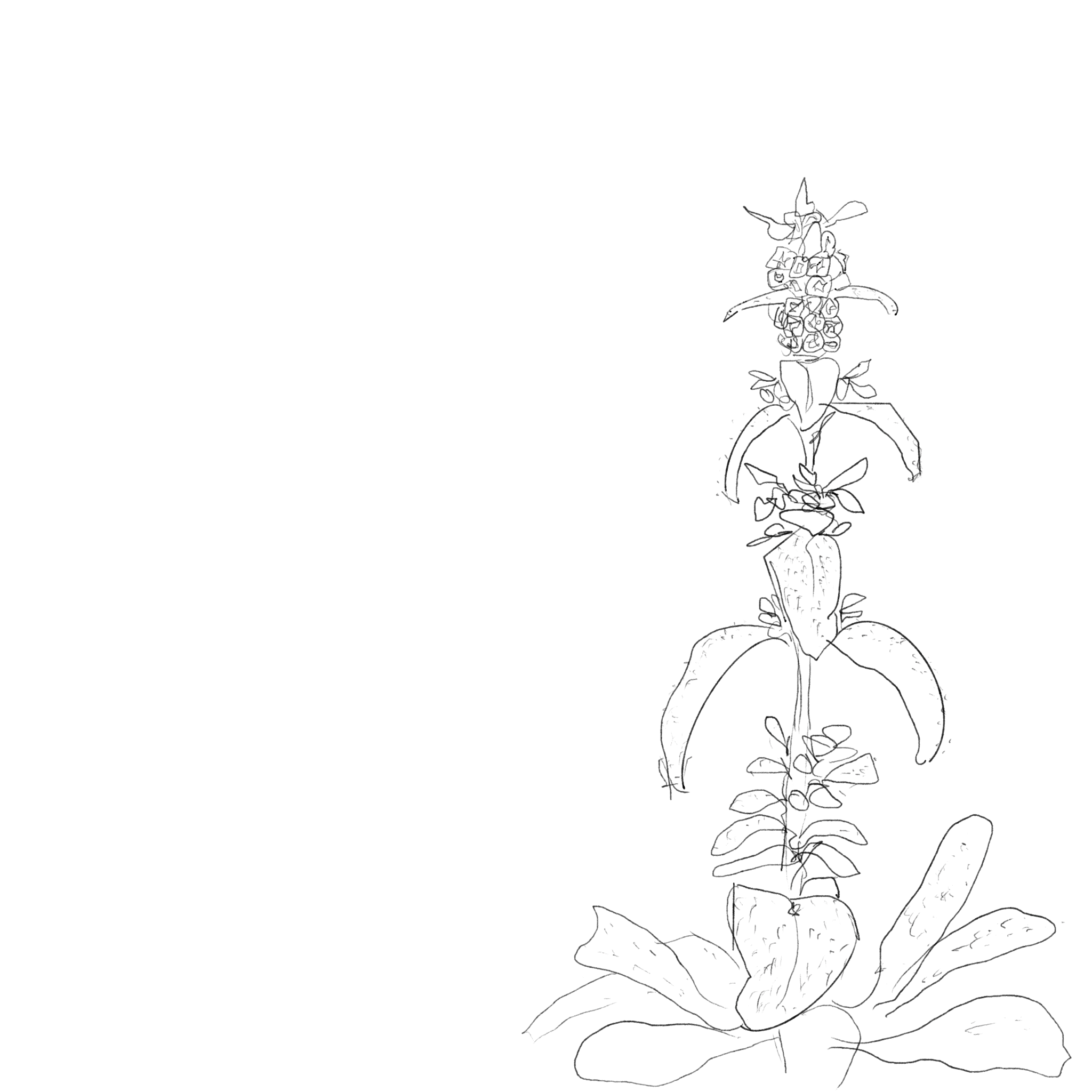 the zetland pub garden