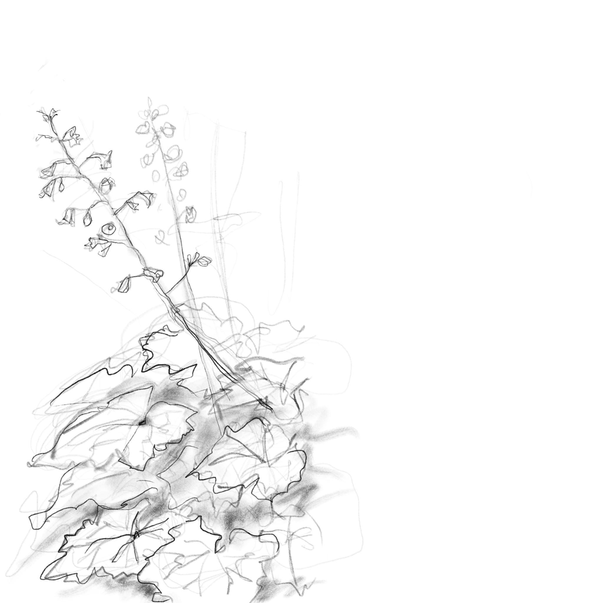 urban pollinator pocket