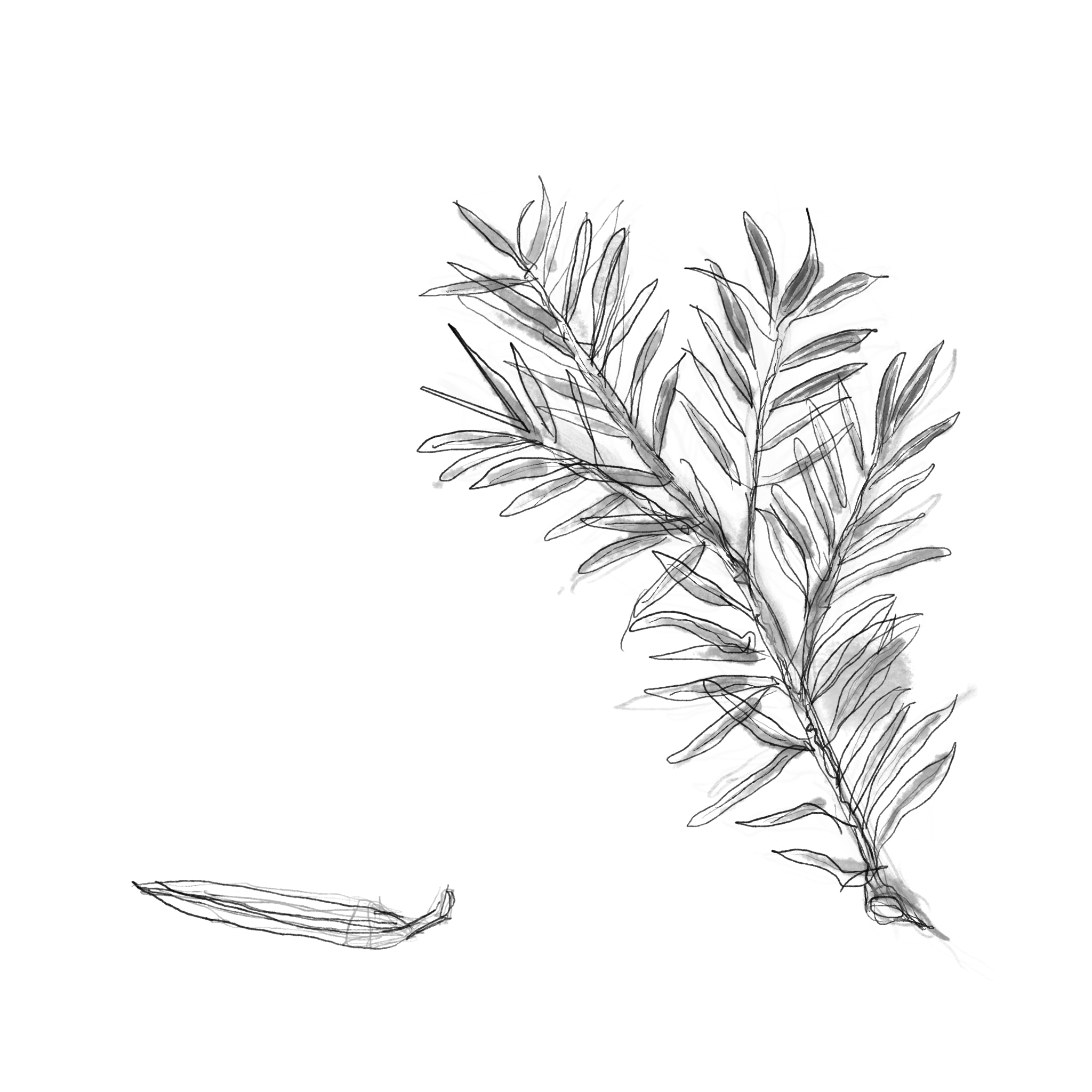 school allotment garden