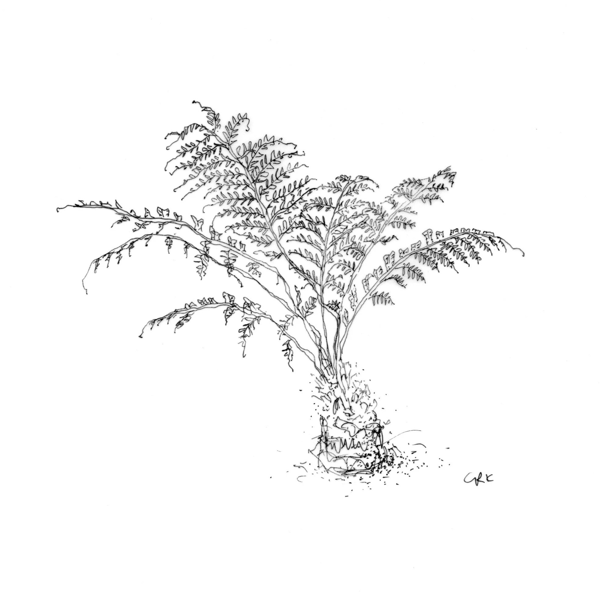 Line drawing of a potted fern plant with multiple fronds spreading outward.