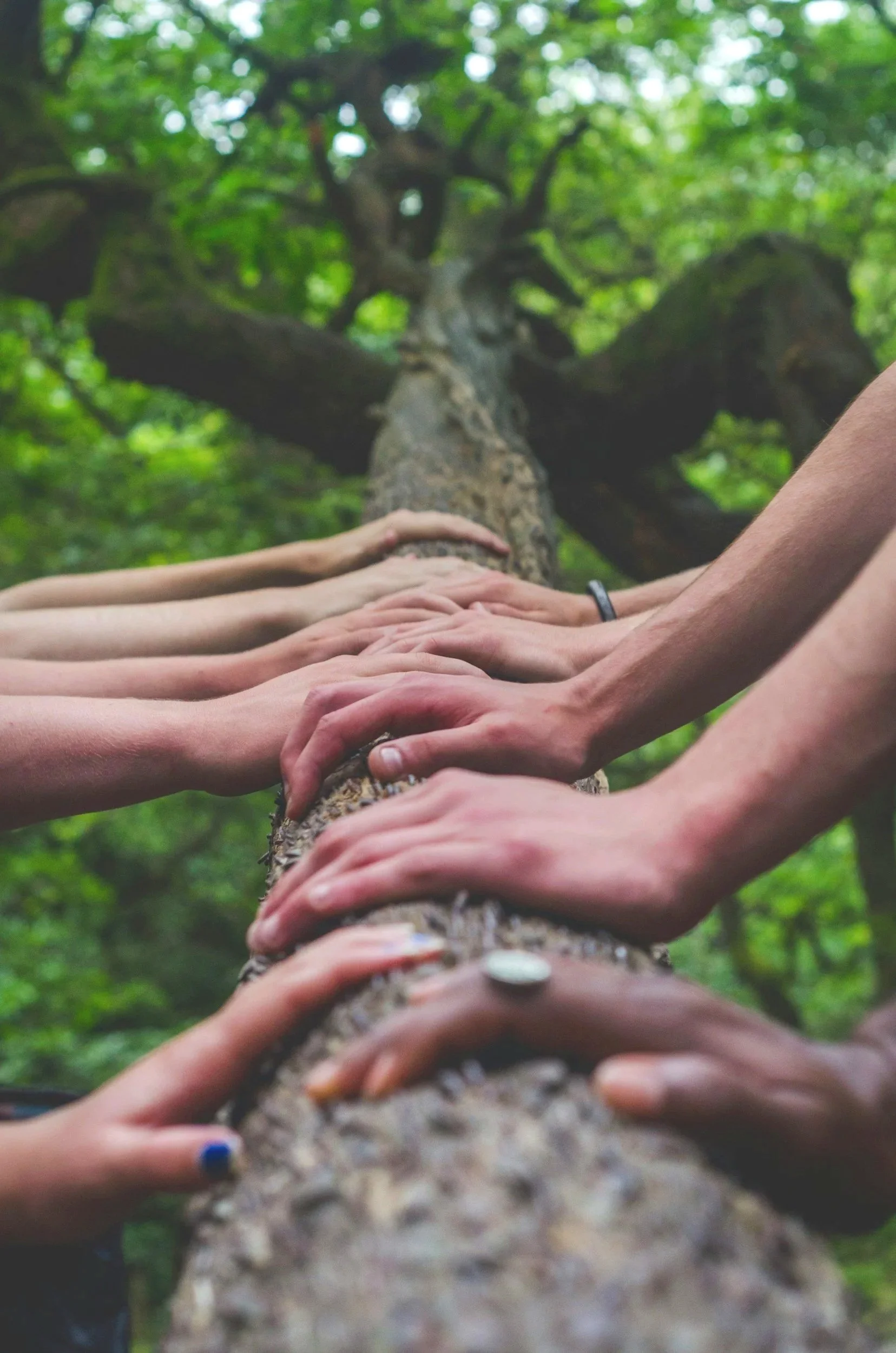 Multiple hands touching a tree trunk in a forest, with tree branches and leaves overhead.