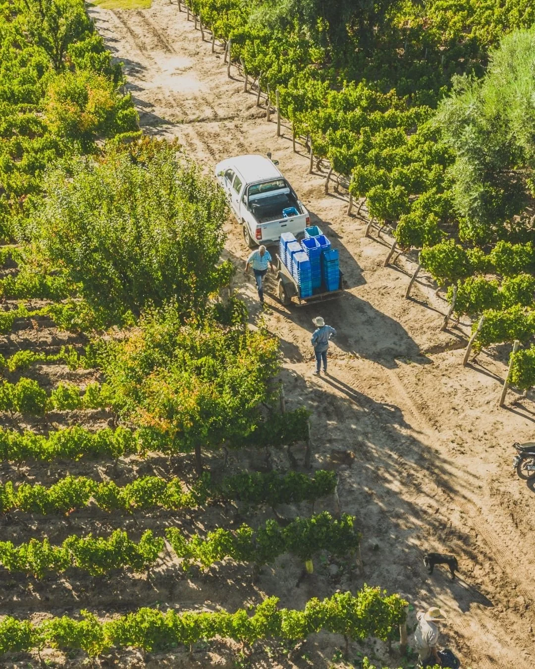 La vendimia es trabajo en equipo, paciencia y celebraci&oacute;n. Cada racimo cosechado a mano guarda la esencia de un a&ntilde;o entero de cuidados 🍷