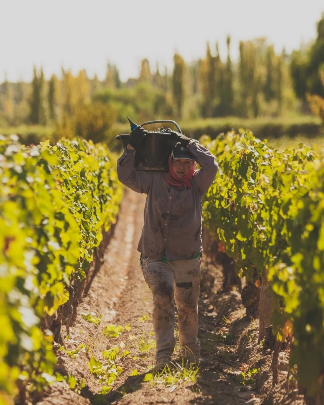 As&iacute; se ve un d&iacute;a en las fincas 🌿
Filas interminables de vi&ntilde;edos, aire limpio y tiempo que pasa distinto.

Ac&aacute; empieza todo: la uva, el trabajo silencioso y el cuidado de cada detalle que despu&eacute;s llega a la copa 🍷