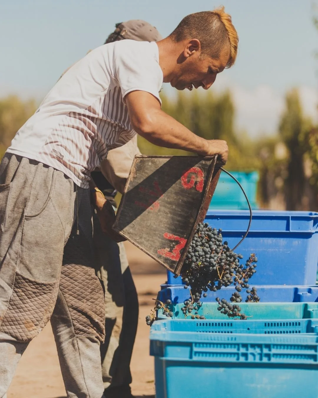 Tiempo de cosecha 🍇
Cada racimo refleja el trabajo de todo el a&ntilde;o: la tierra, el sol y las decisiones tomadas en el vi&ntilde;edo.

La vendimia es eso: observar, elegir y respetar el momento justo. Desde el vi&ntilde;edo, esperando convertirs