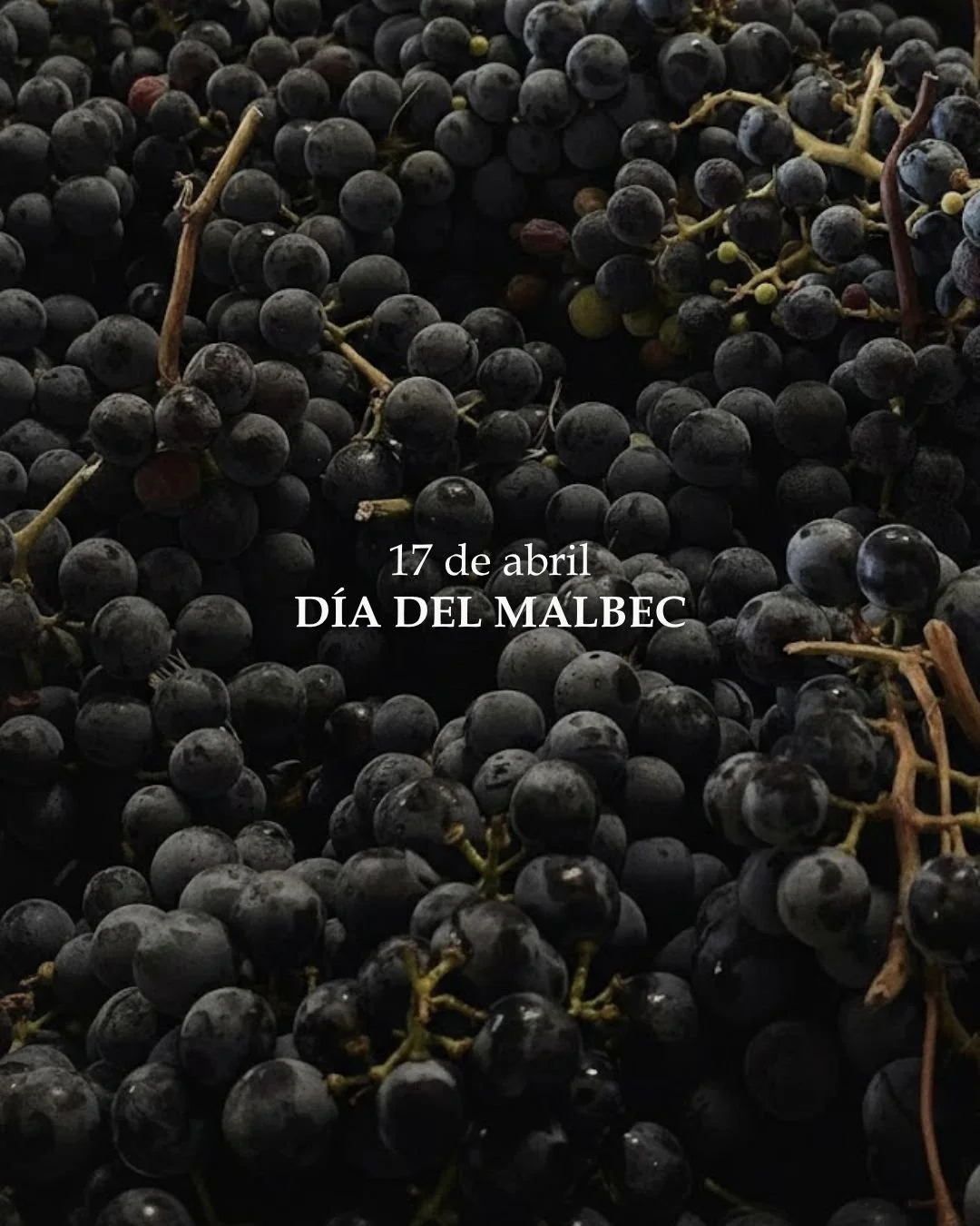 Hoy celebramos al Malbec 🍇
La variedad que mejor expresa nuestra tierra, nuestro clima y nuestra forma de hacer vino.

Desde Mendoza, brindamos por su car&aacute;cter, su historia y su identidad.
&iexcl;Feliz D&iacute;a Mundial del Malbec!
