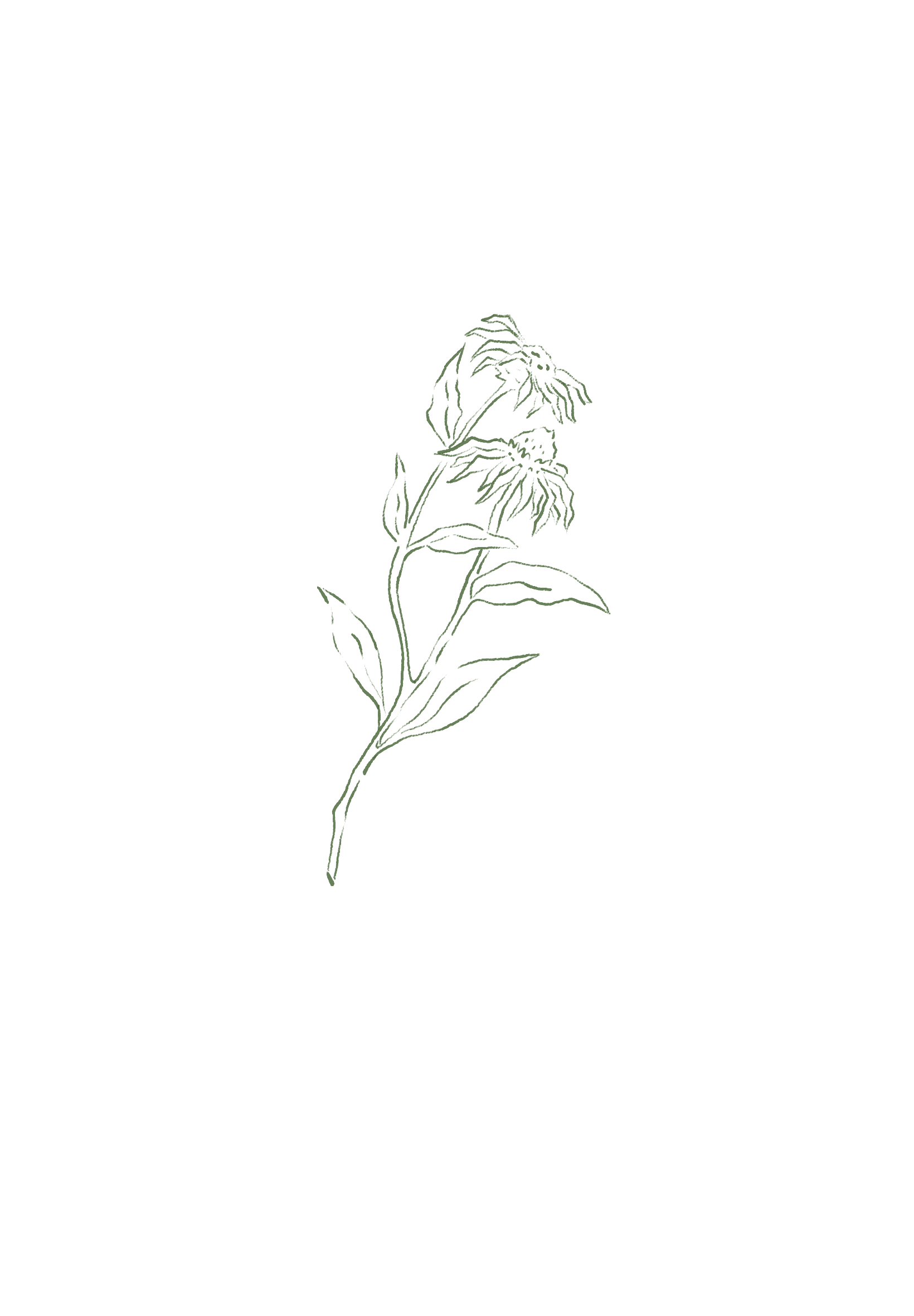 A minimalist digital line drawing of a green botanical plant on a black background.
