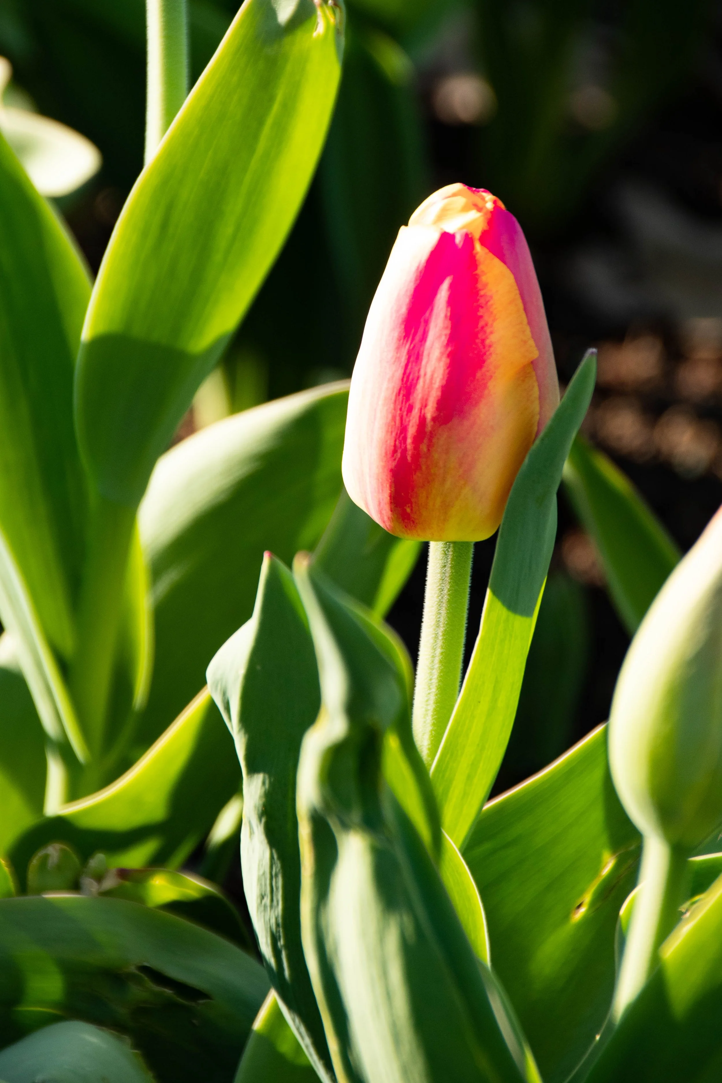 A pink and yellow tulip in bloom in a garden, surrounded by green leaves.