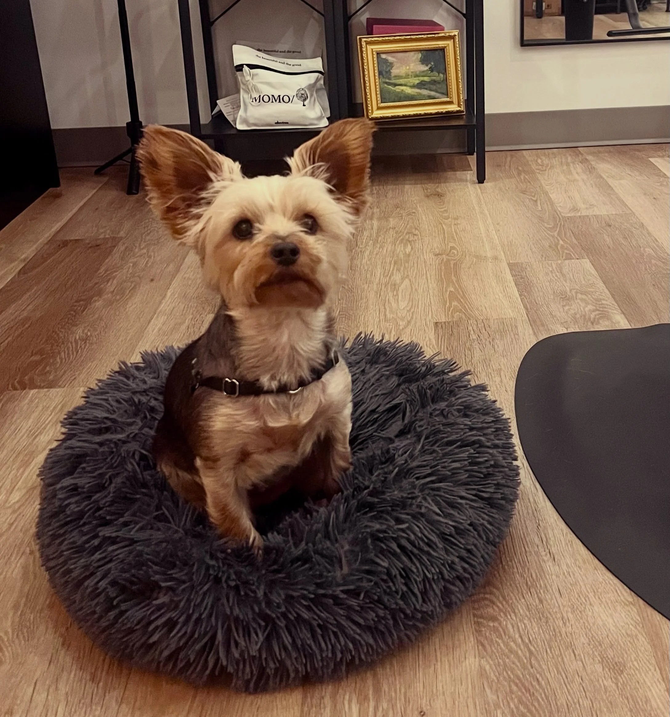 And, the best salon dog award goes to&hellip; Lucy! 

Seriously, she is perfect in the salon and loves being around me as much as possible. 

When we adopted her 2 years ago I hadn&rsquo;t decided to return to the hair industry- so much has changed s