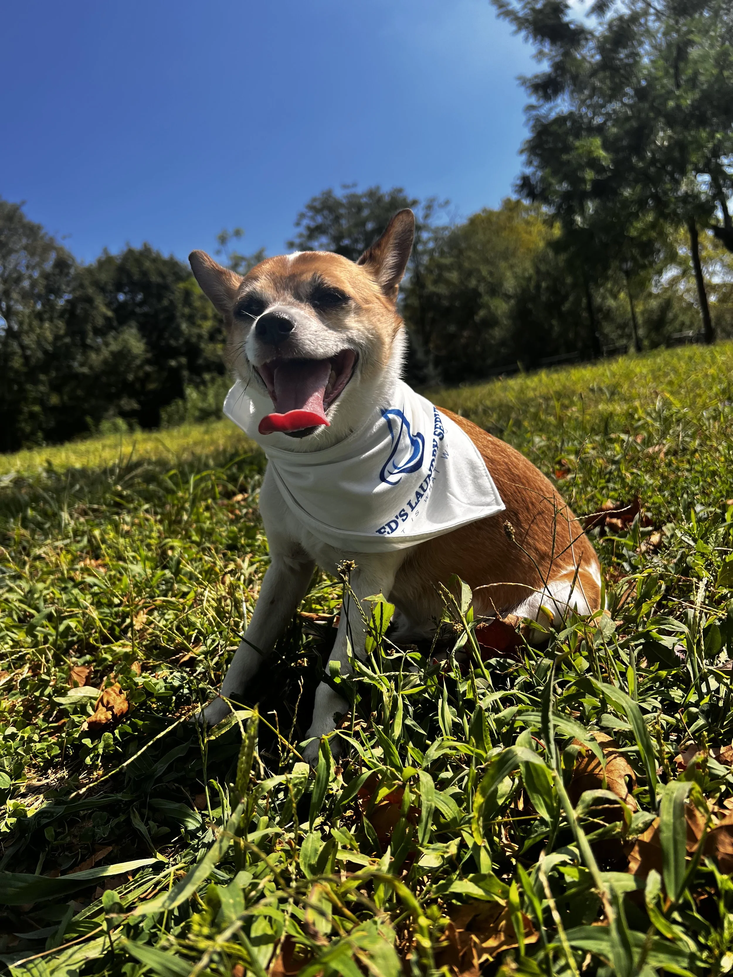 A happy dog sitting on grass in a park with trees and a blue sky in the background, wearing a white bandana.