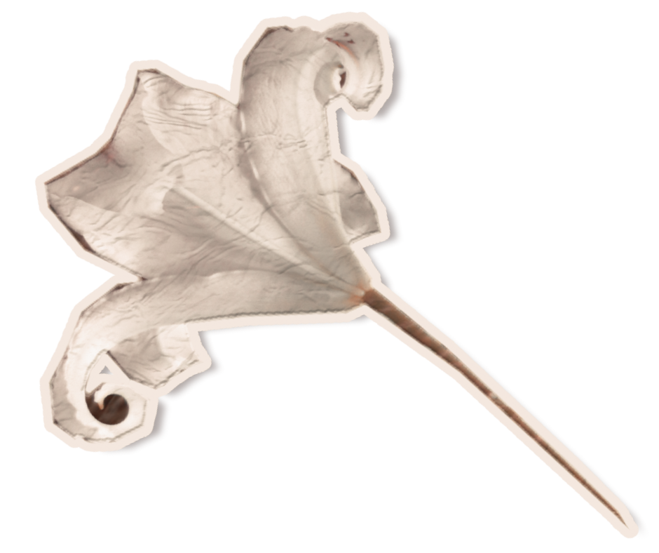 A dried, curled leaf with a long stem and spiral-shaped edges.