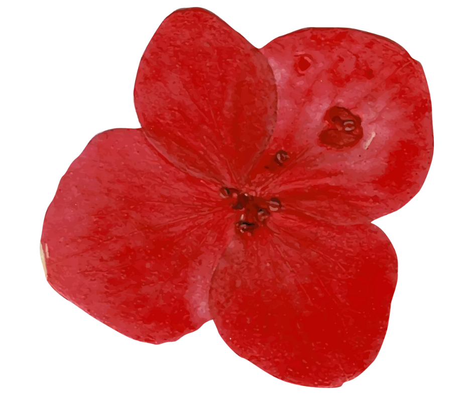 Close-up of a red, heart-shaped flower with five petals.
