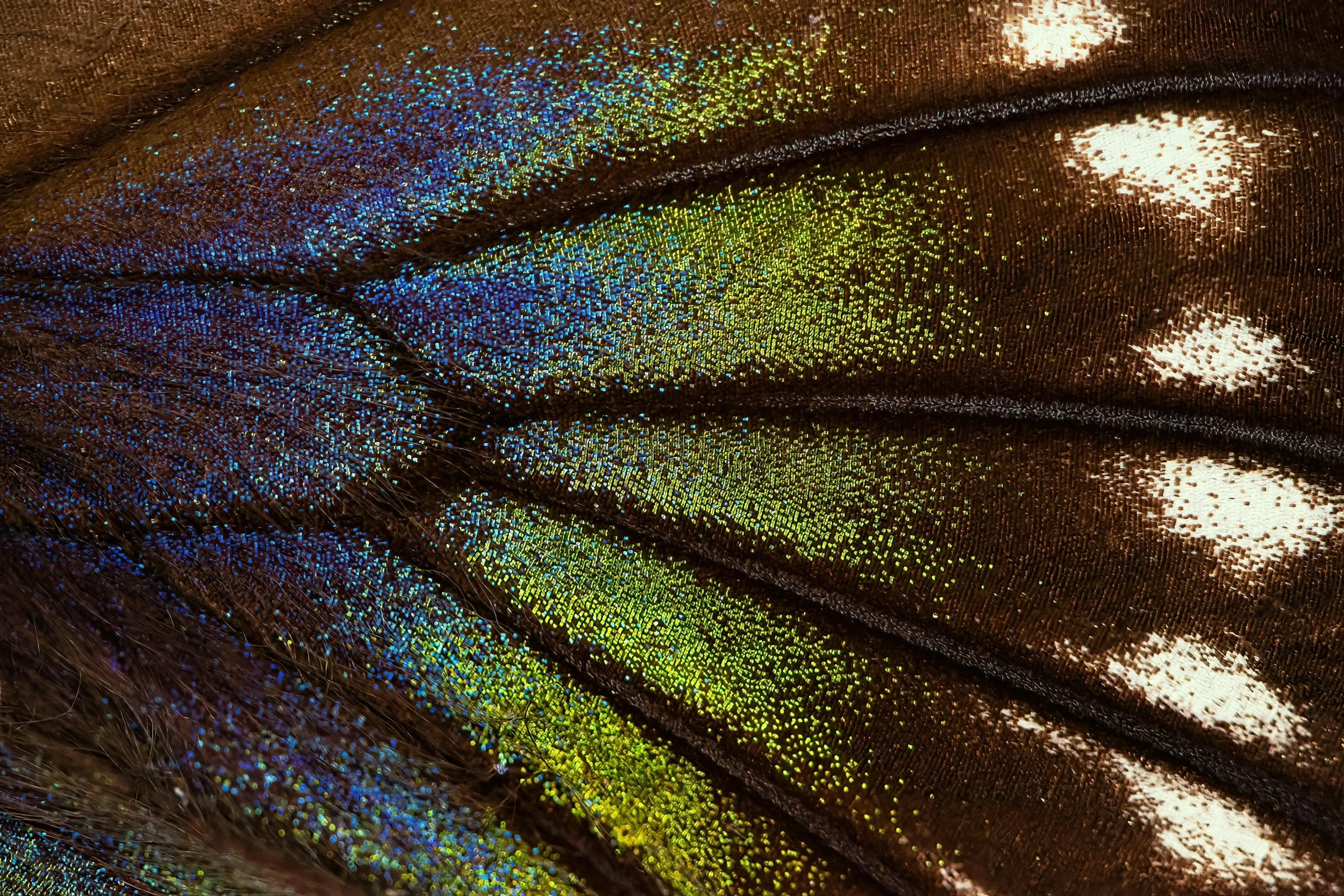Close-up of butterfly wing displaying iridescent blue, green, and brown coloration with reflective white spots.