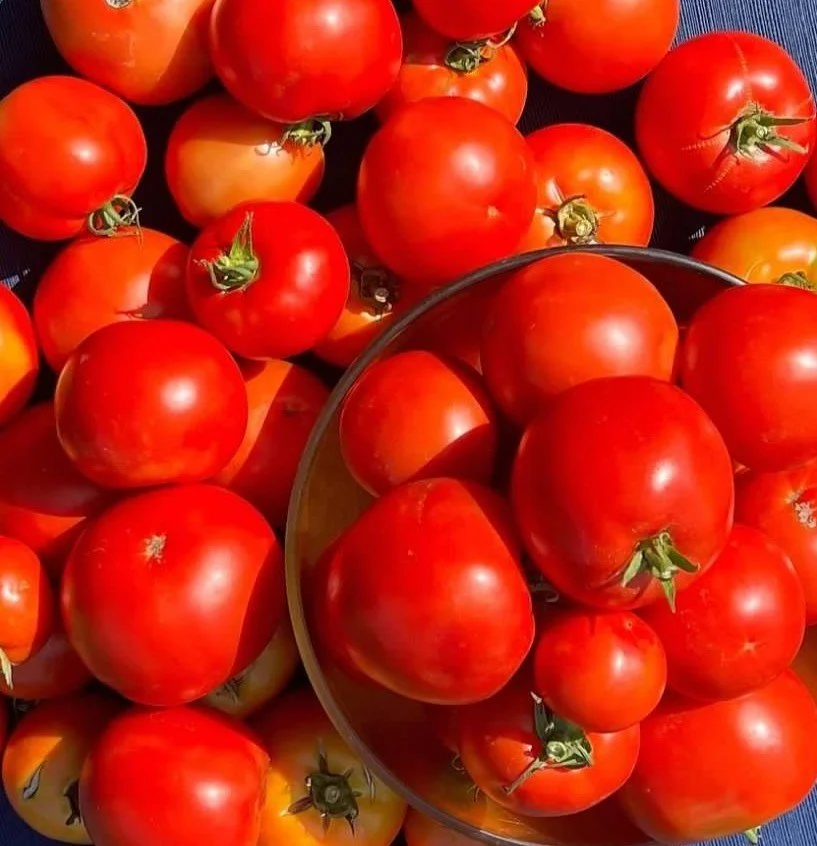 tomatoes cropped.JPG