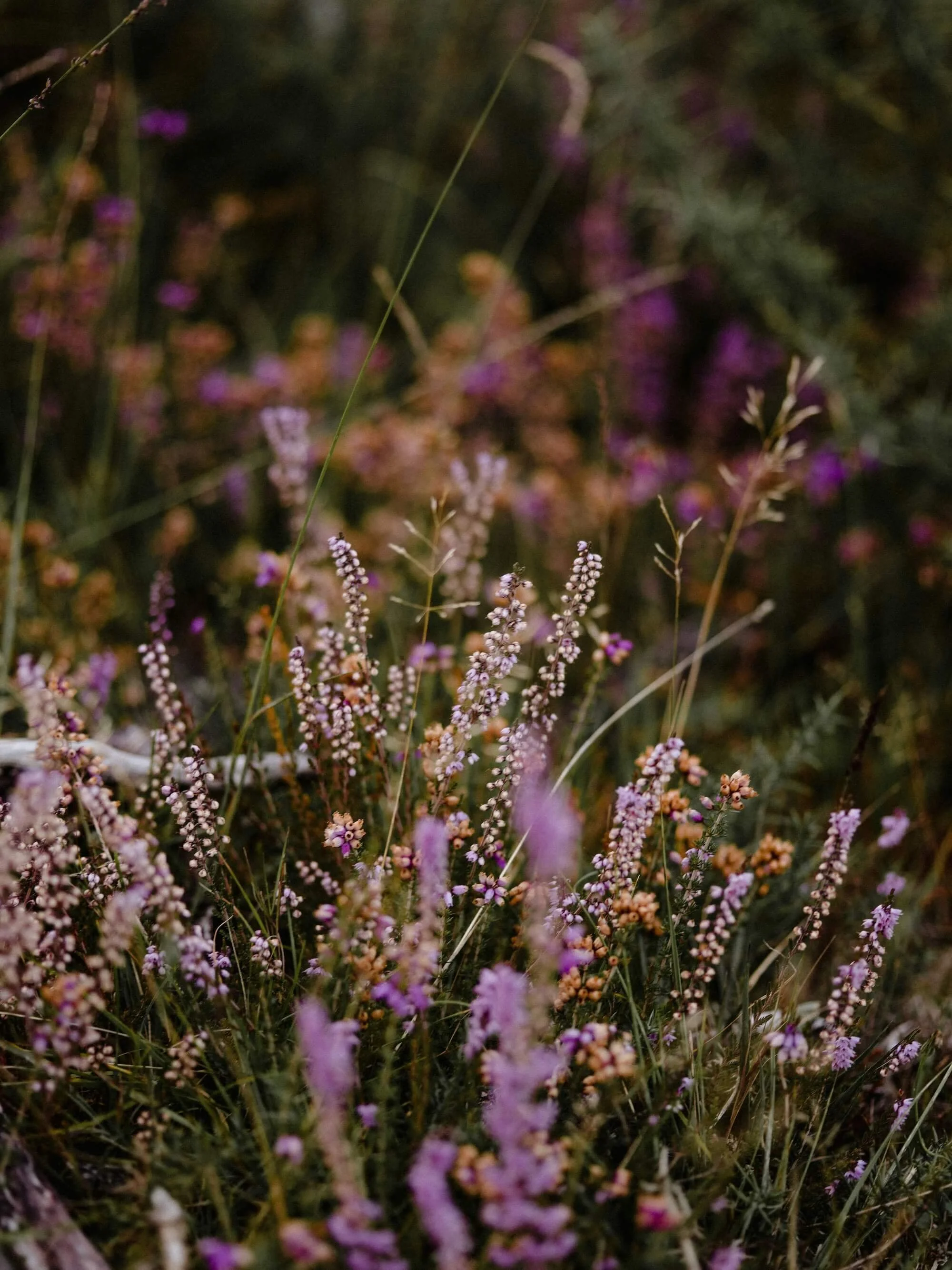 a bed of coloful flowers