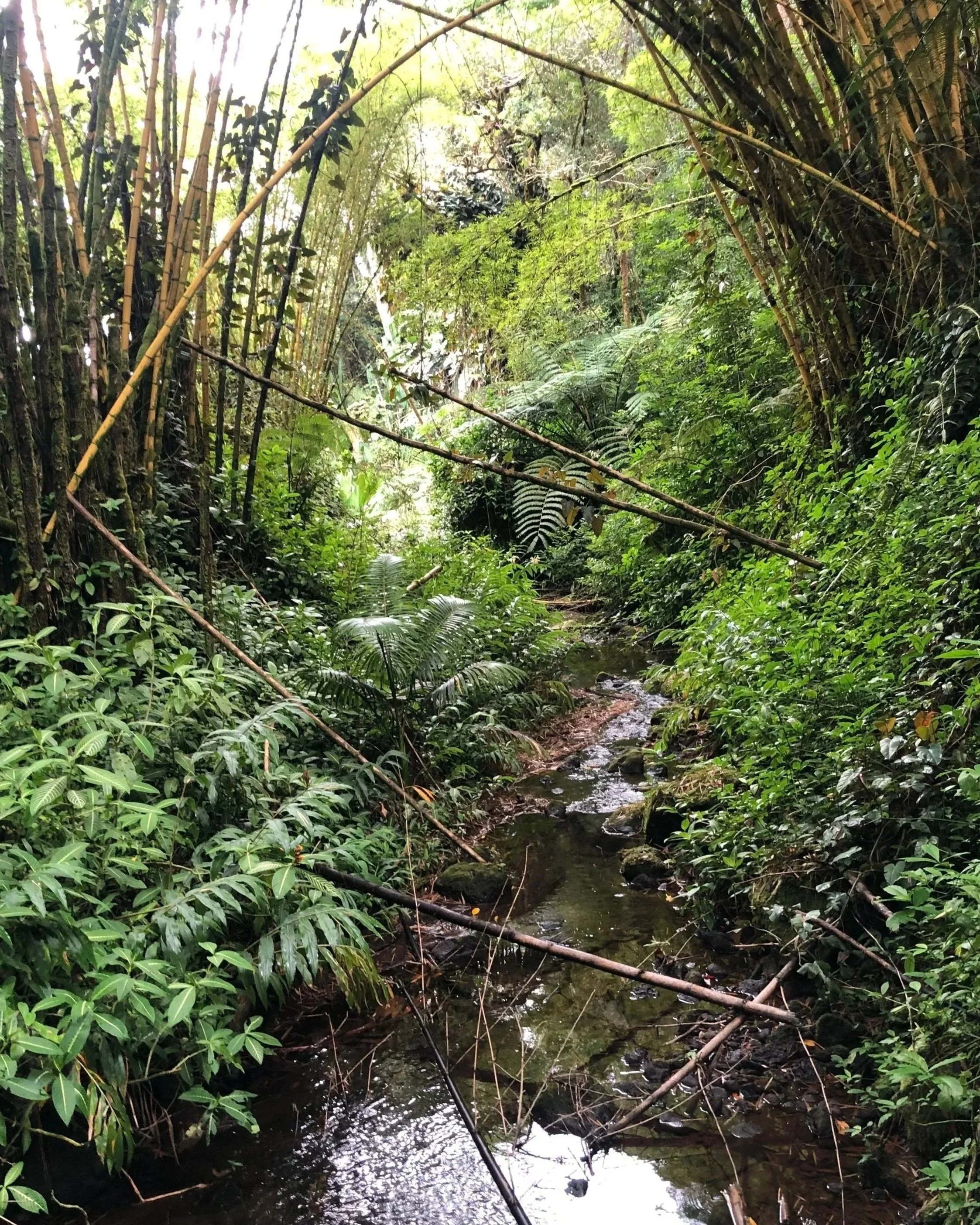 Image of ferns, running water and trees