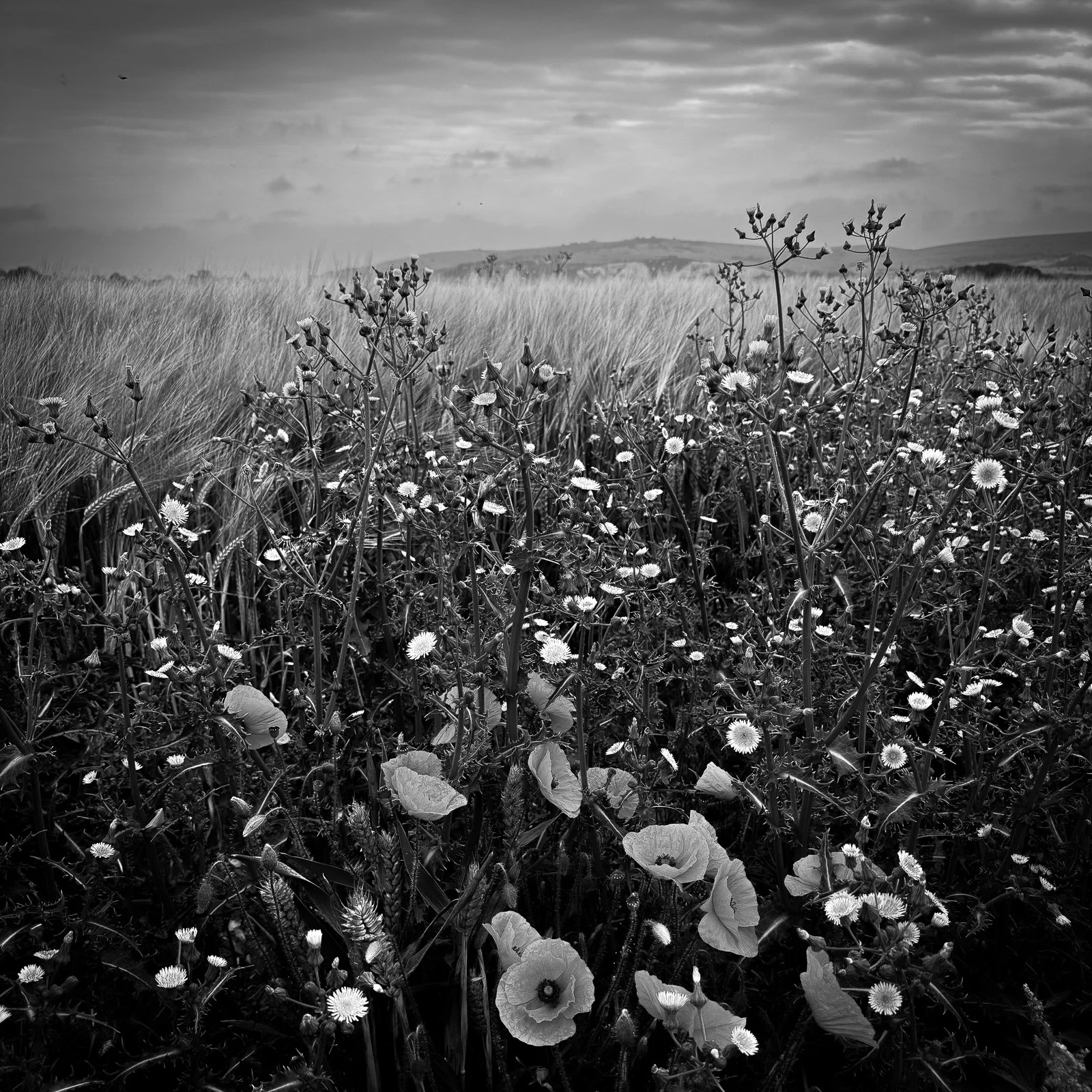 GG web images SD-5.jpg